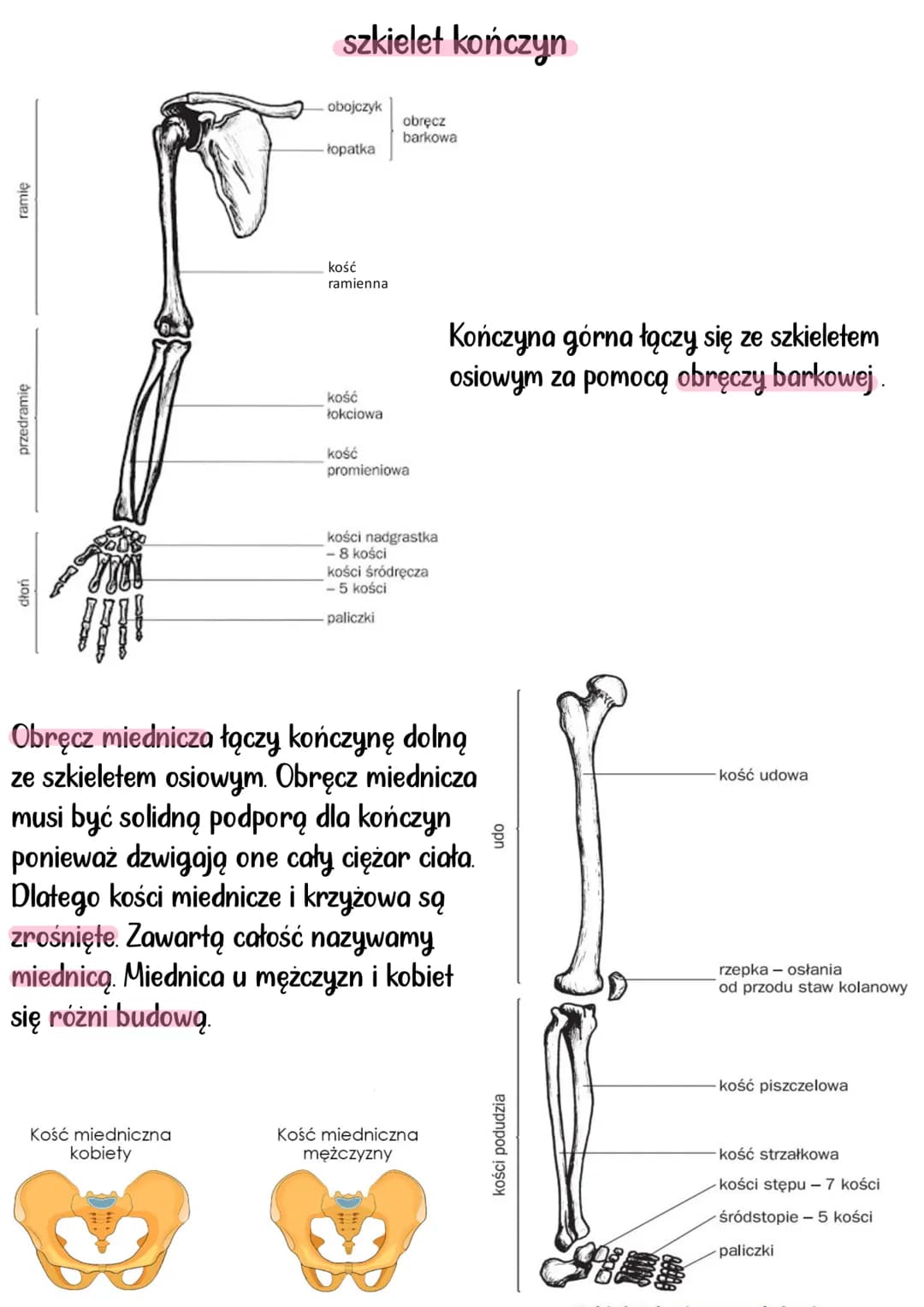 # aparat RUCHU
Układy mięśniowy i szkieletowy, tworzą układ ruchu. Układ szkieletowy
stanowi bierną część, a układ mięśniowy czynną część.
