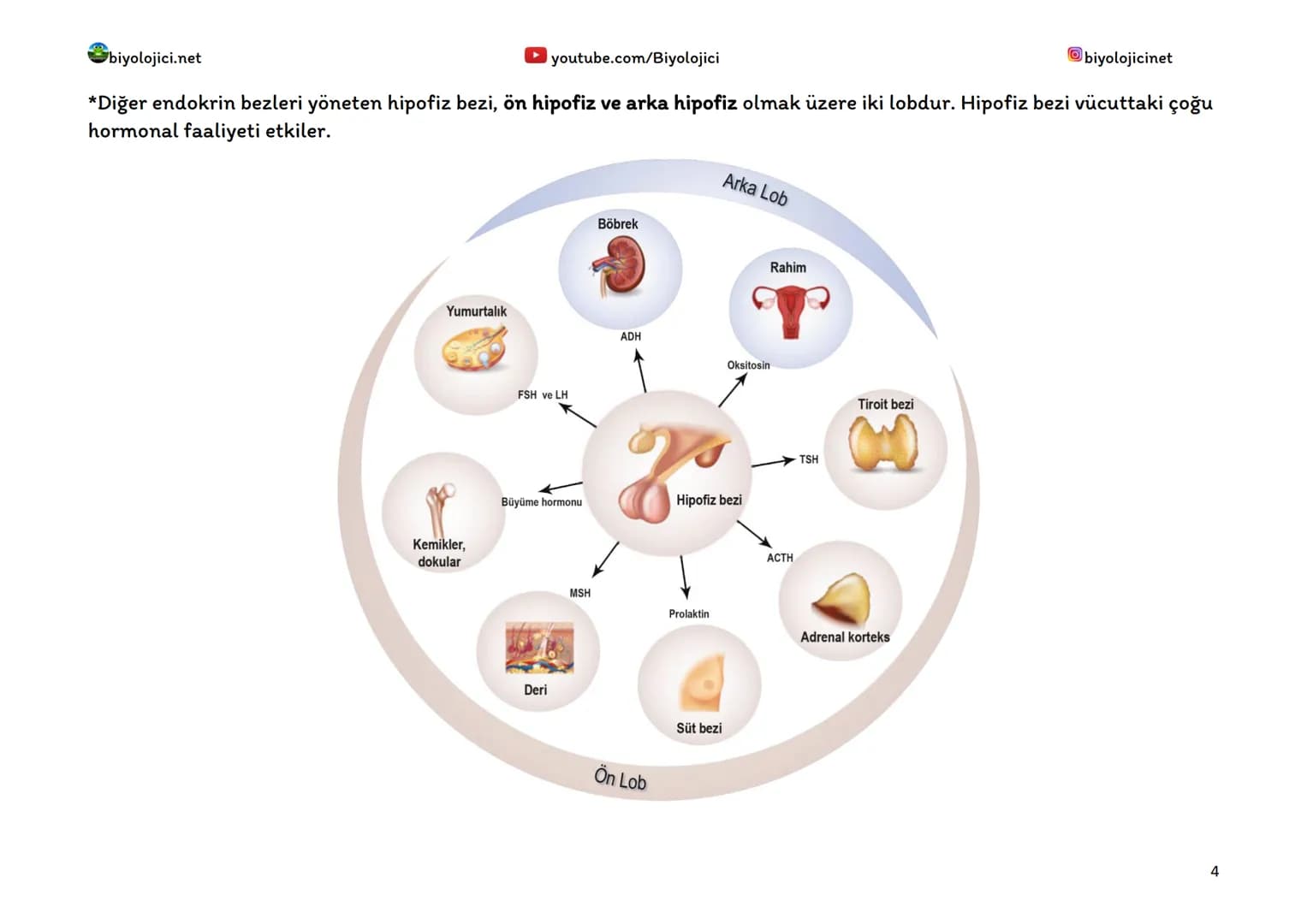 biyolojici.net
youtube.com/Biyolojici
biyolojicinet
# ENDOKRİN SİSTEM (HORMONAL SİSTEM)
*Vücuttaki faaliyetleri kontrol eden, kimyasal haber