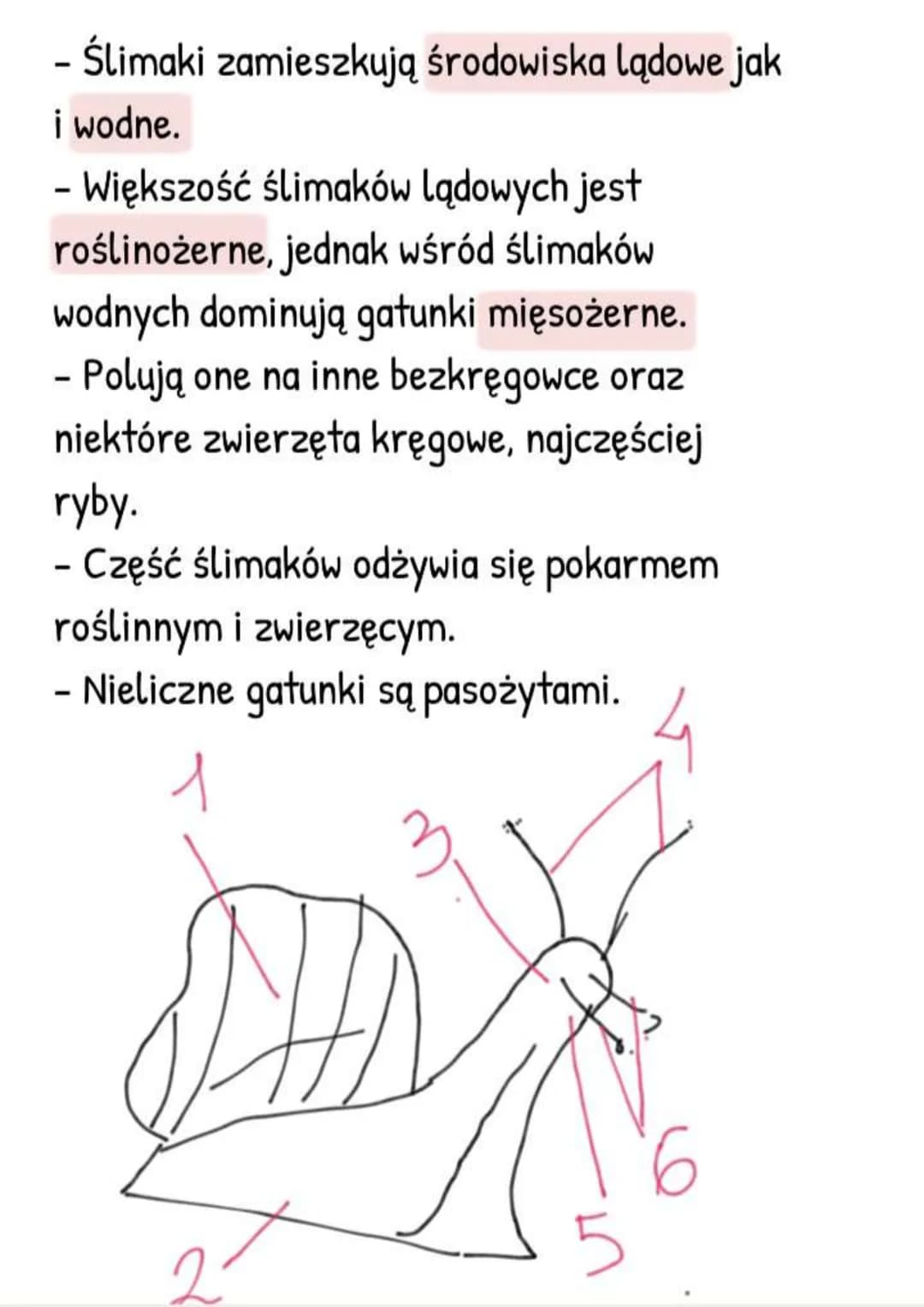 # Mięczaki - zwierzęta, które
mają muszlę
Gdzie żyją i jak wygladają?
- Większość żyje w wodzie słonej, rzadziej
słodkiej,
- Tylko niektóre