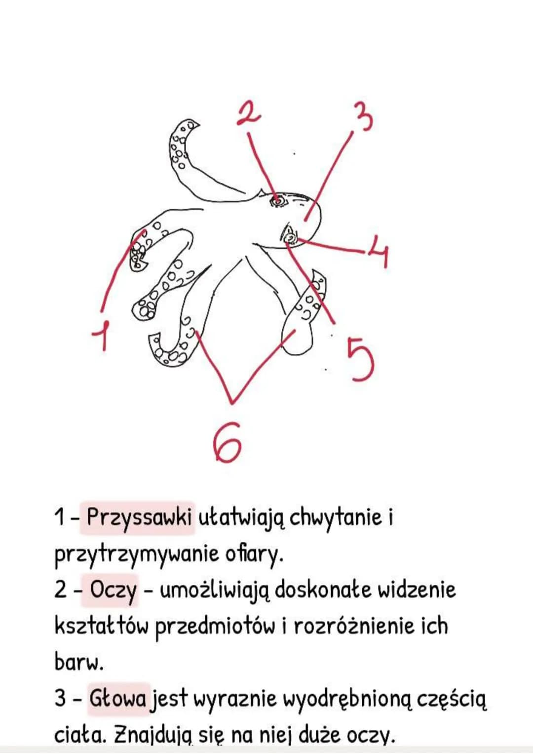 # Mięczaki - zwierzęta, które
mają muszlę
Gdzie żyją i jak wygladają?
- Większość żyje w wodzie słonej, rzadziej
słodkiej,
- Tylko niektóre