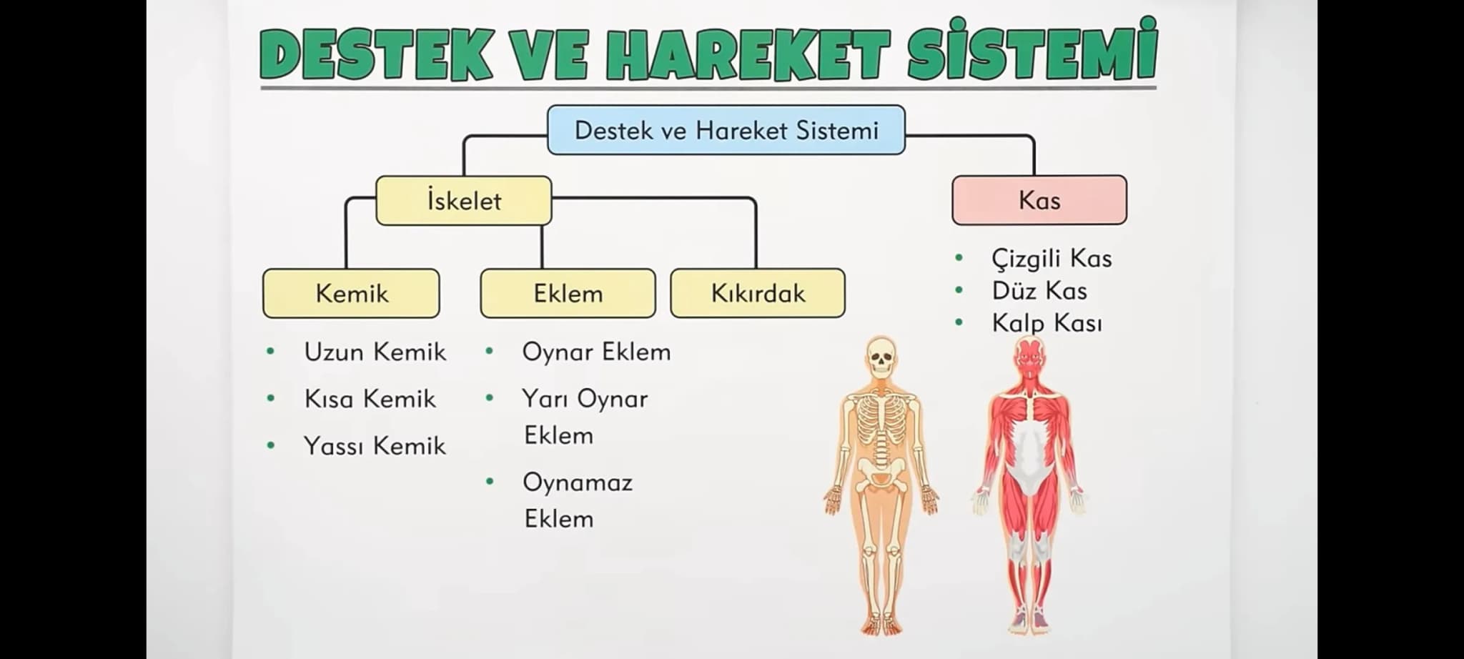 # DESTEK VE HAREKET SİSTEMİ
* Destek ve Hareket Sistemi
### İskelet
### Kas
### Kemik
* Uzun Kemik
* Kısa Kemik
* Yassı Kemik