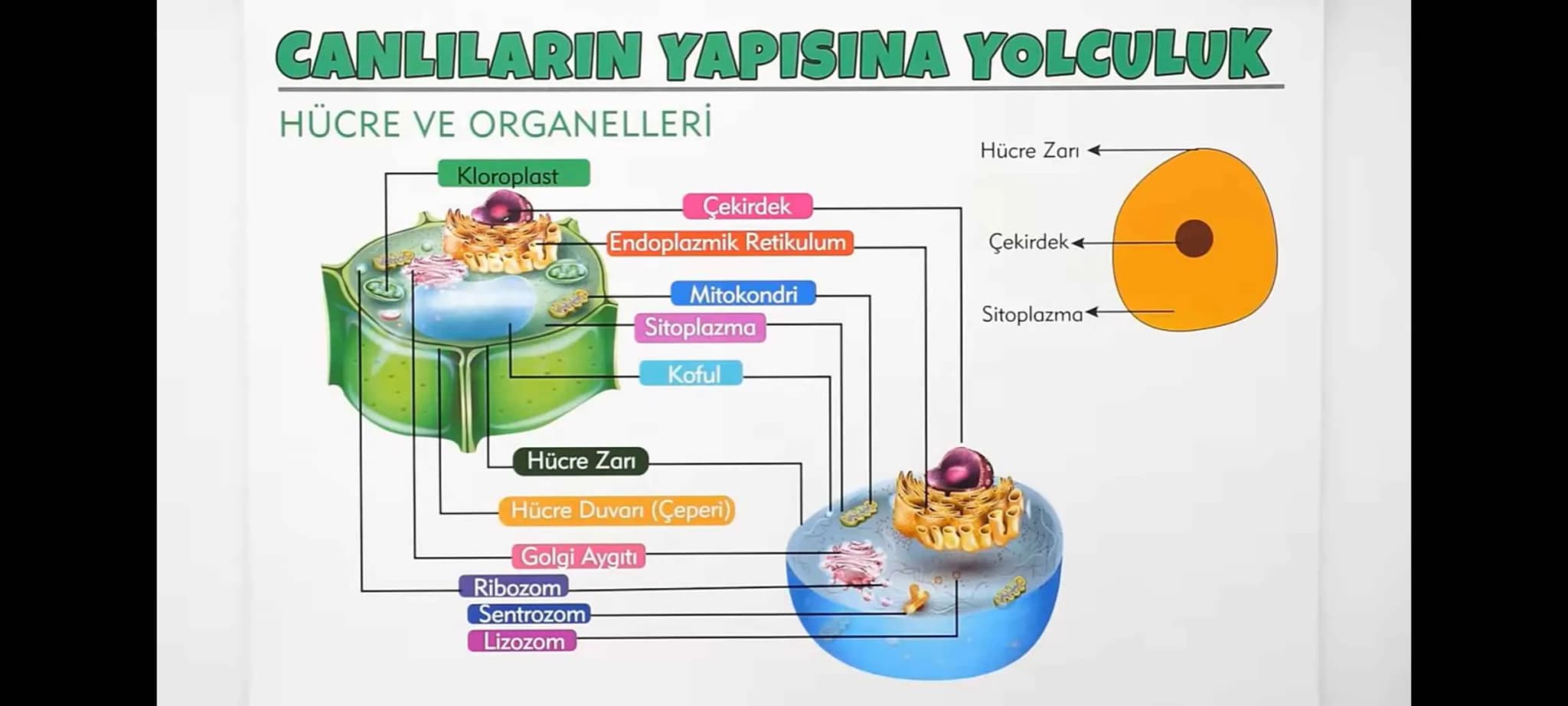 # DESTEK VE HAREKET SİSTEMİ
* Destek ve Hareket Sistemi
### İskelet
### Kas
### Kemik
* Uzun Kemik
* Kısa Kemik
* Yassı Kemik