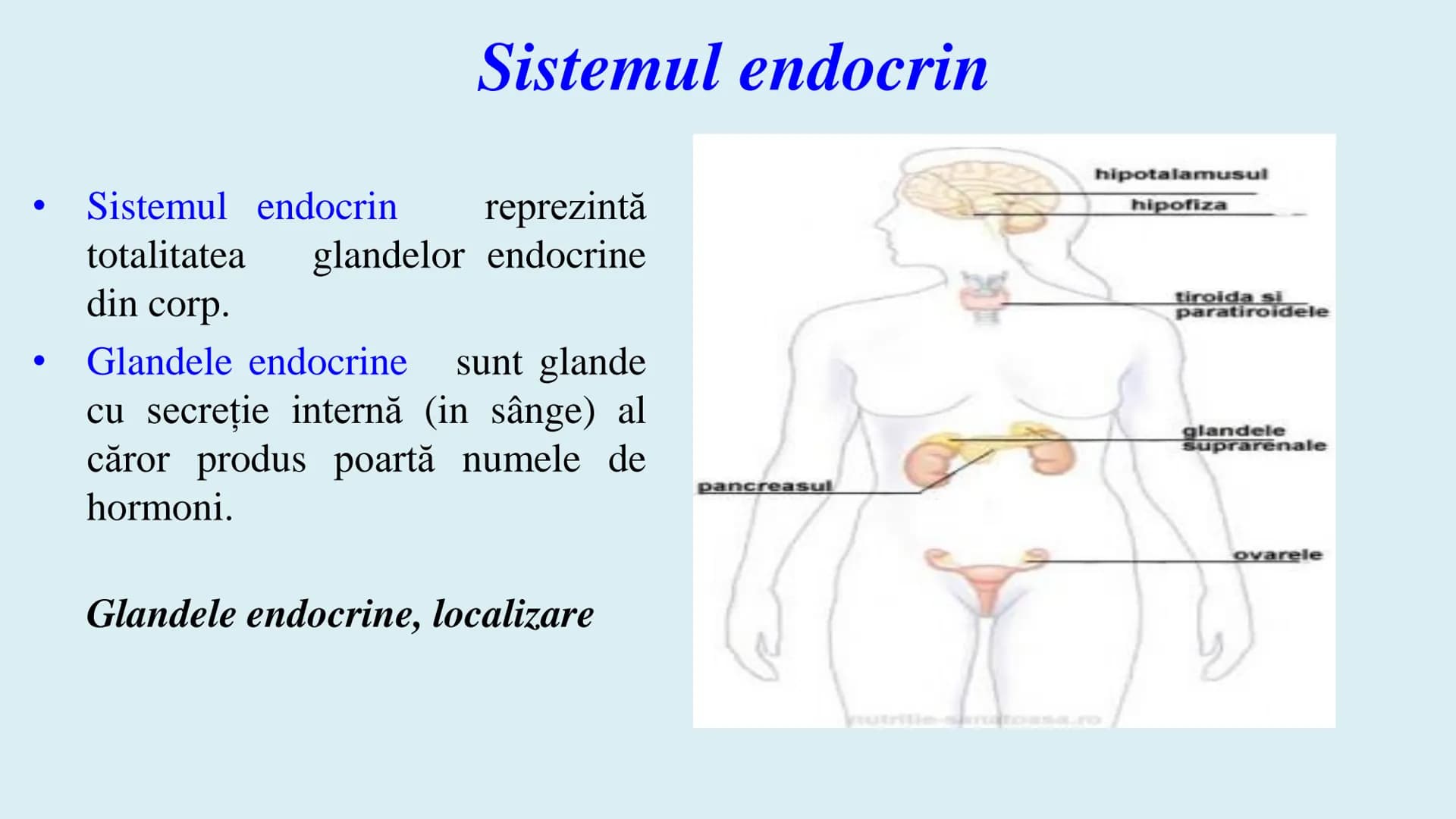 # BACALAUREAT
ANATOMIE ȘI FIZIOLOGIE UMANĂ
SISTEMUL ENDOCRIN # Sistemul endocrin
• Sistemul endocrin reprezintă
totalitatea glandelor end