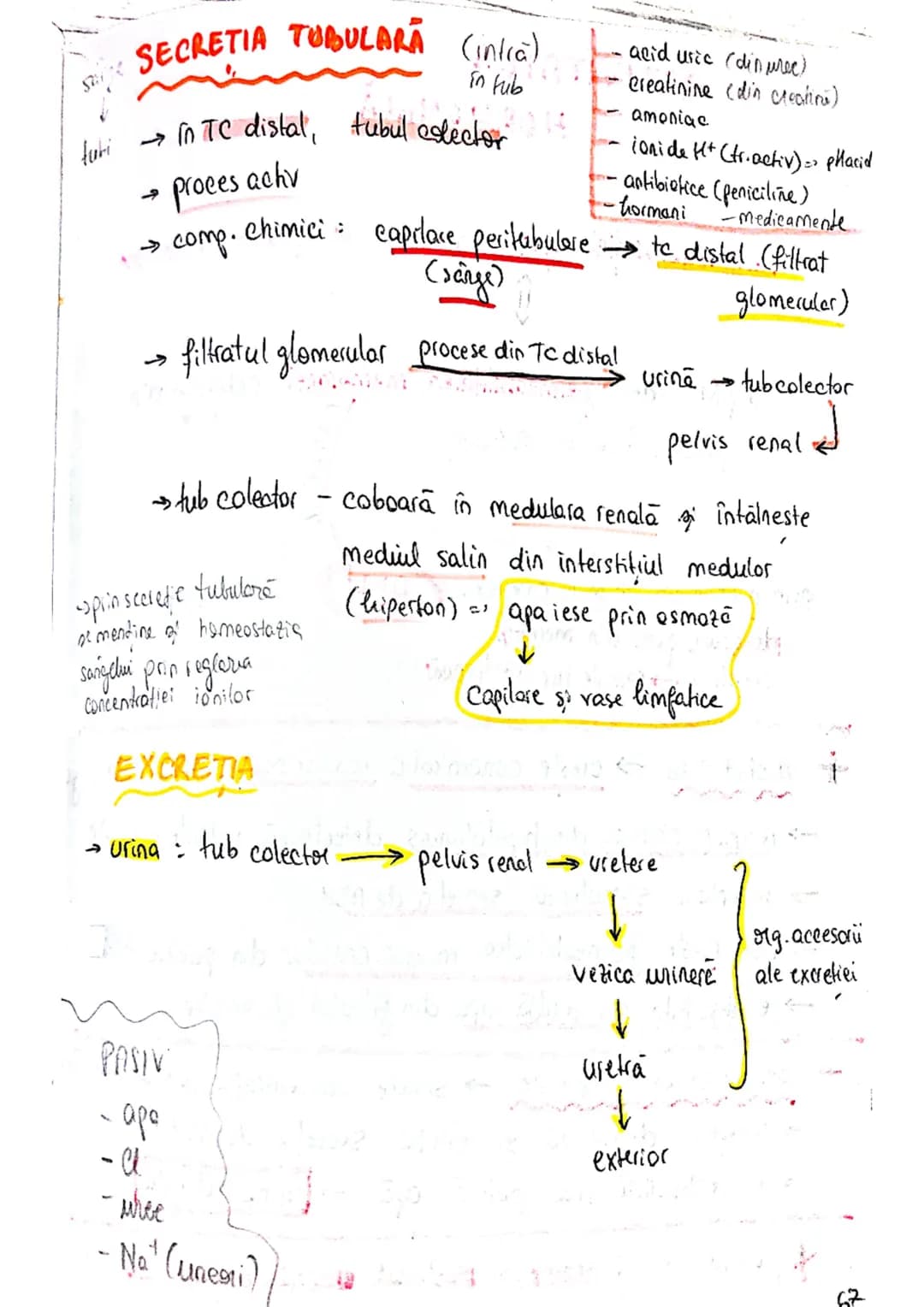 # SISTEMUL
# URINAR
FUNCTIA PRIMARA
lichide extracelulare ce
inconjoară celulele
→ reglează compoziţia şi concentratia lichidului interst