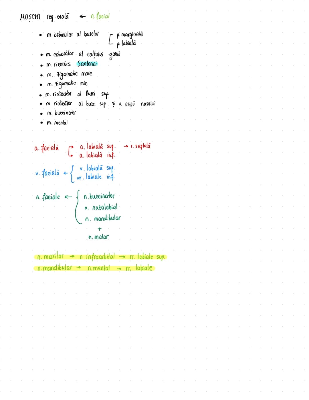 # Digestiv
- primul sistem apărut în dezv. embriologică (morfologic)
S
-
priimordial sist. digestiv
formarea endodermului
}
:
esofag
