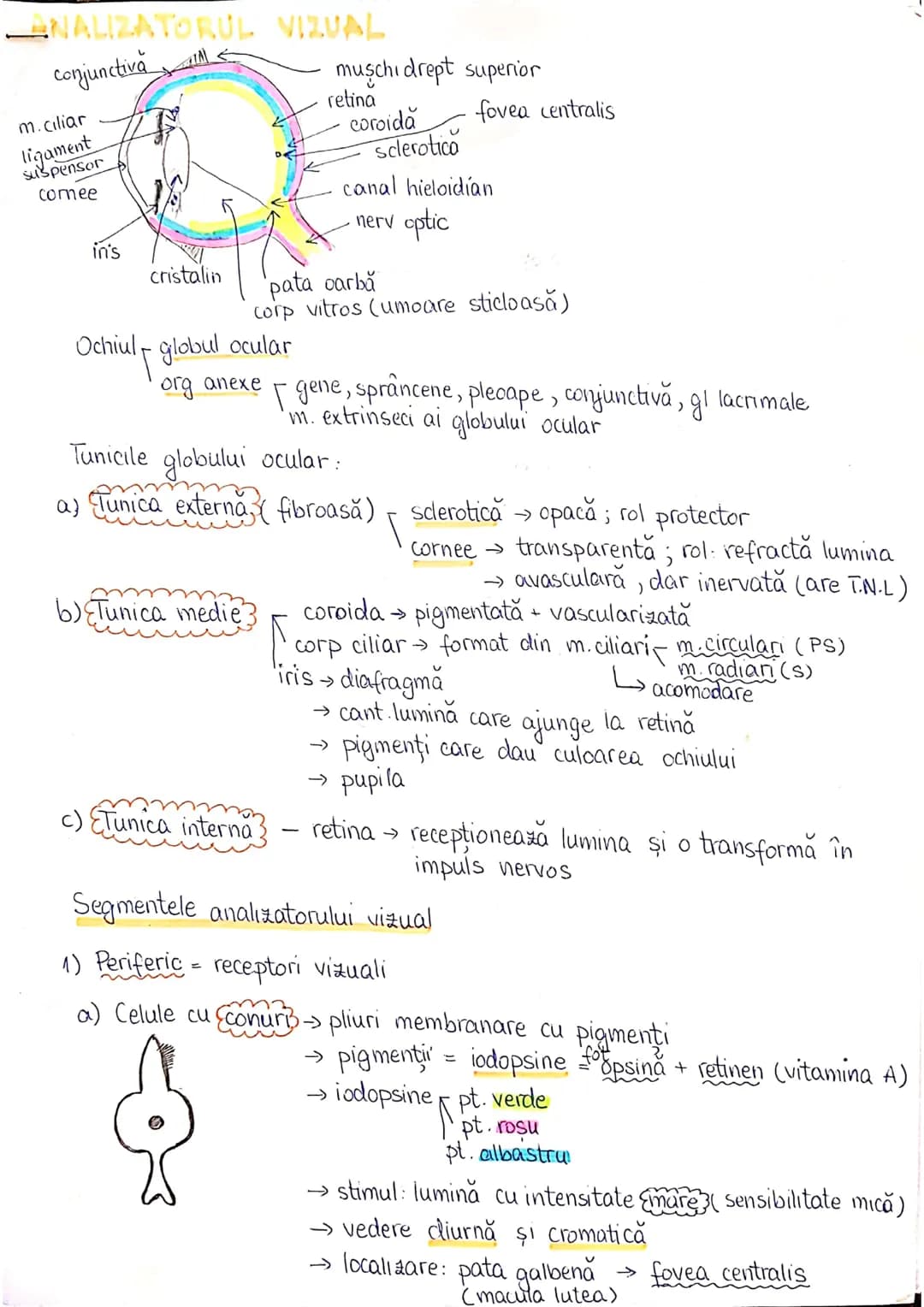 # PLANURI SI RAPORTURI ANATOMICE
## TOPOGRAFIA ORGANELORN
Axele corpului omenesc.
lateral drept lateral stâng
anterior (ventral) inferior
