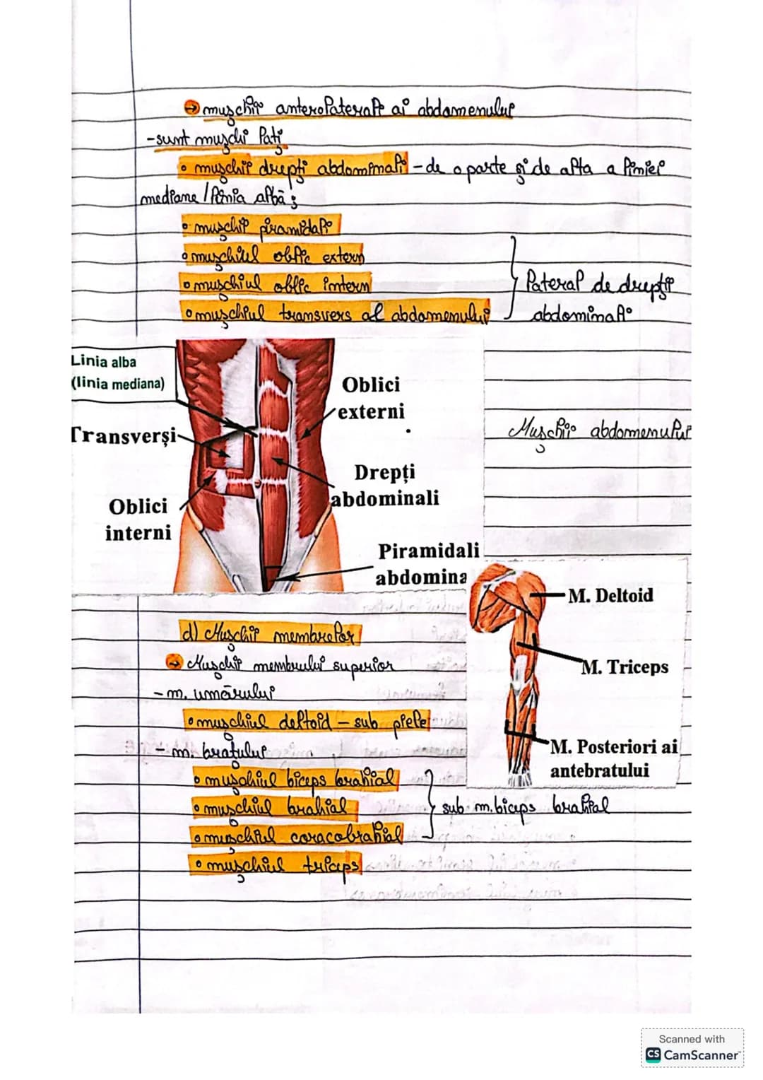 # IV. Sistemur
muscuPar
→dermat din muşchi, care sunt organe active ale miscarri",
acest rop este reaffrat de catre musculatura scheletică-s