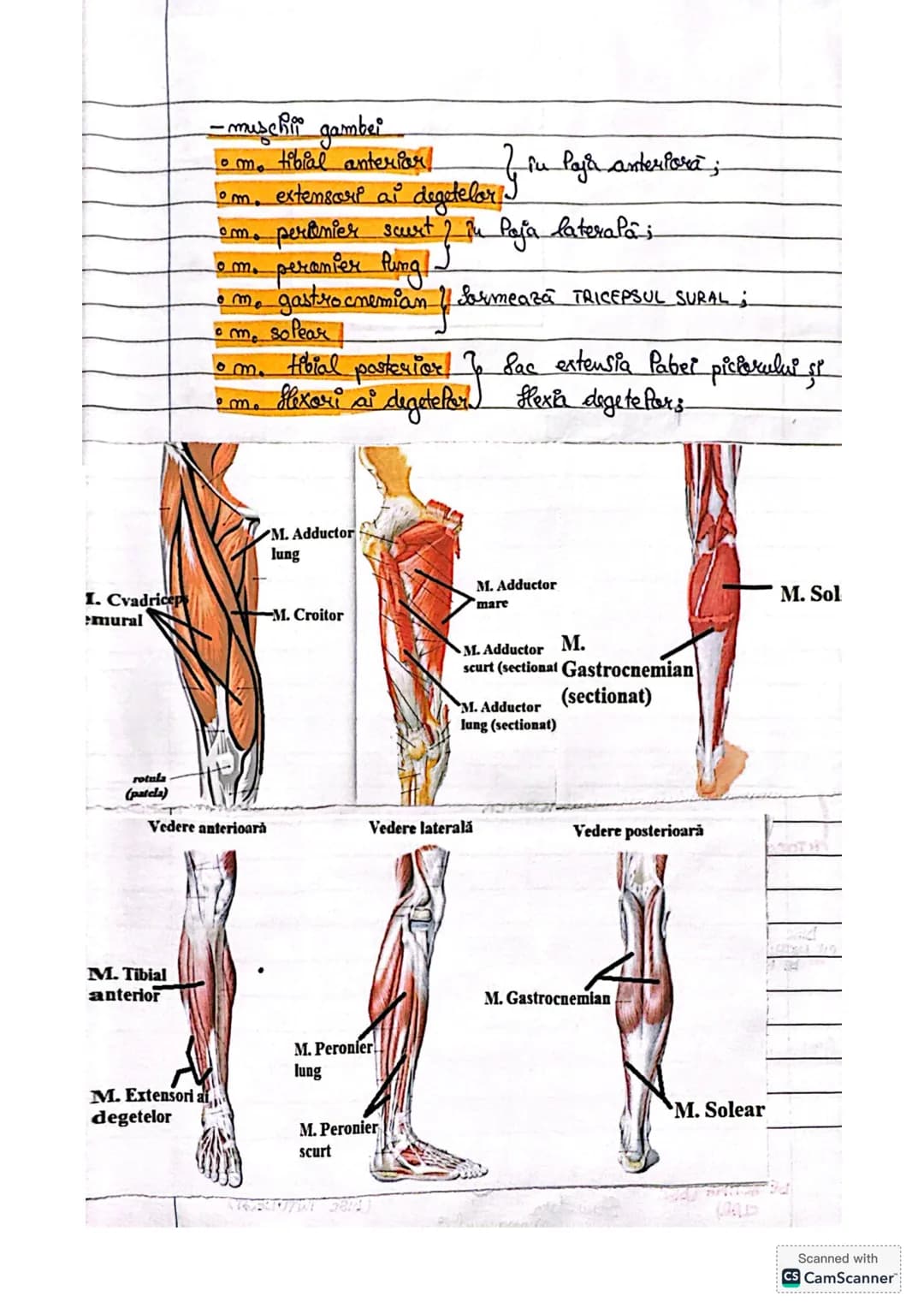 # IV. Sistemur
muscuPar
→dermat din muşchi, care sunt organe active ale miscarri",
acest rop este reaffrat de catre musculatura scheletică-s