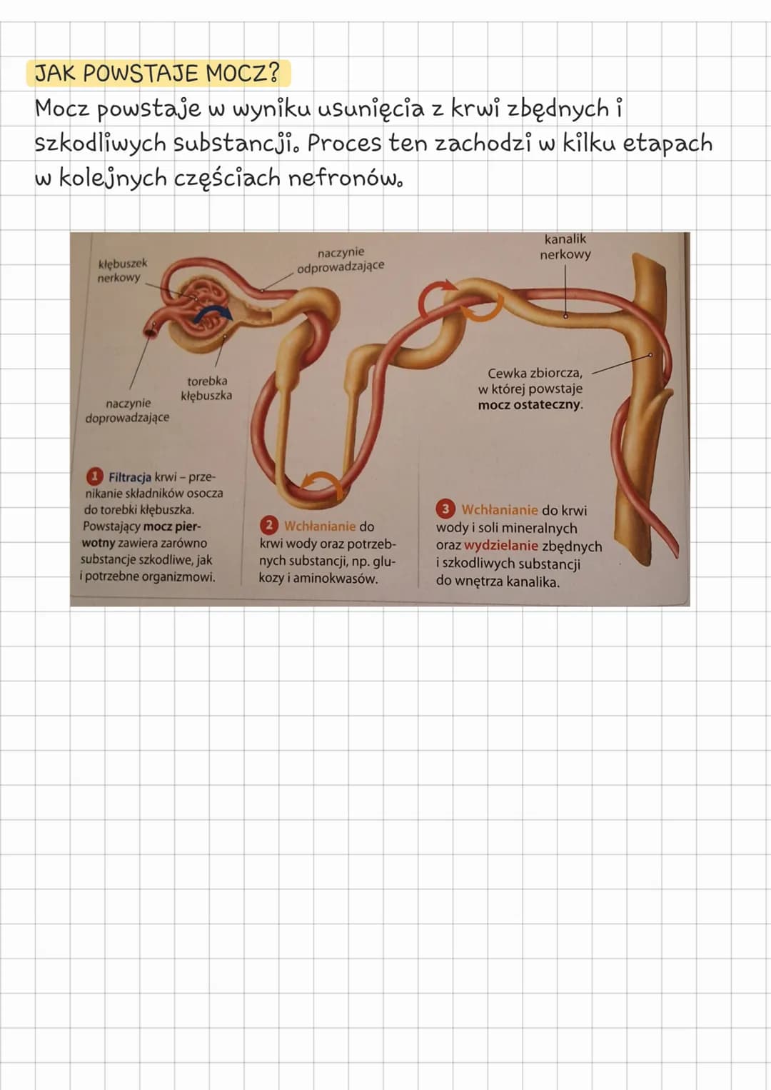 # Biologia
klasa 7 układ wydalniczy
Temat: Budowa i działanie
układu wydalniczego.
## CZYM JEST WYDALANIE?
Wydalanie jest to usuwanie zbęd