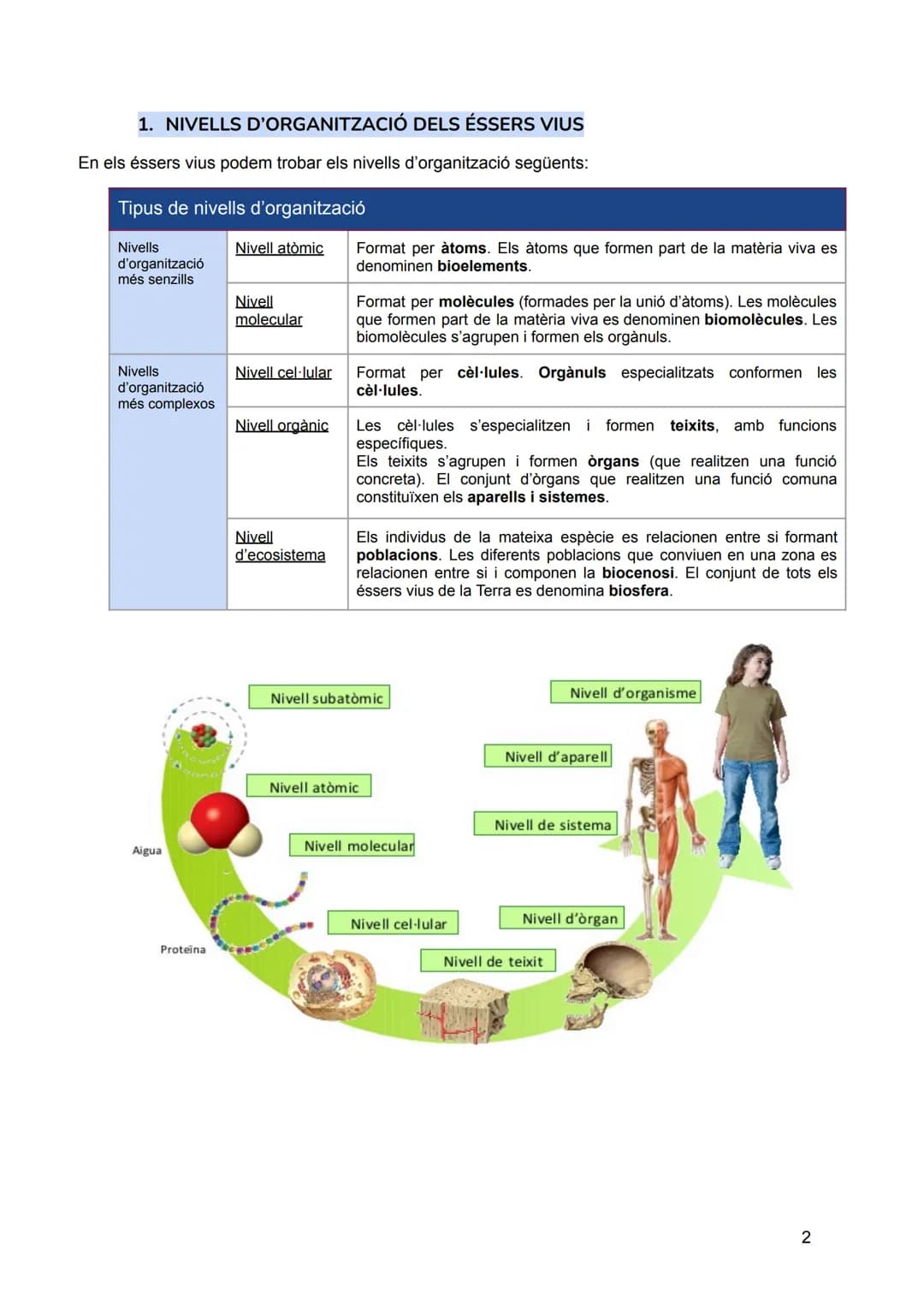 # INTRODUCCIÓ: LA
# UNITAT ESTRUCTURAL I
# FUNCIONAL DE LA VIDA
Sumari:
1. Nivells d'organització dels éssers vius
2. Composició quím
