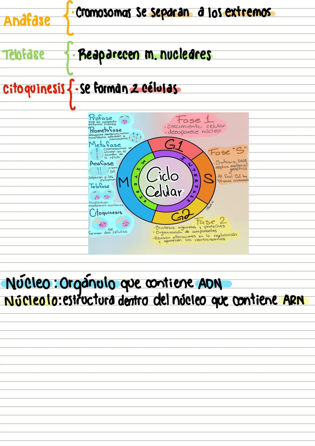 #célula y c.celular
Unidadad funcional y estructural de
de los seres vivos.
Eucariotds
tipos Procariotas
Estructura:
Membrana: Se Compone d