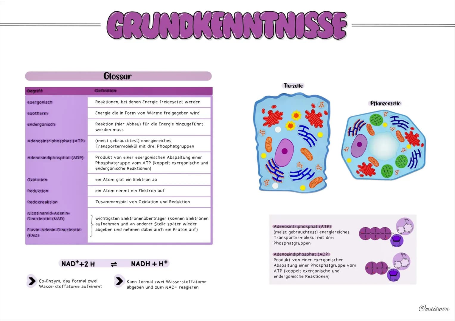 STOFFWECHSEL
- PHYSIOLOGIE # GRUNDKENNTNISSE
## Glossar
| Begriff | Definition