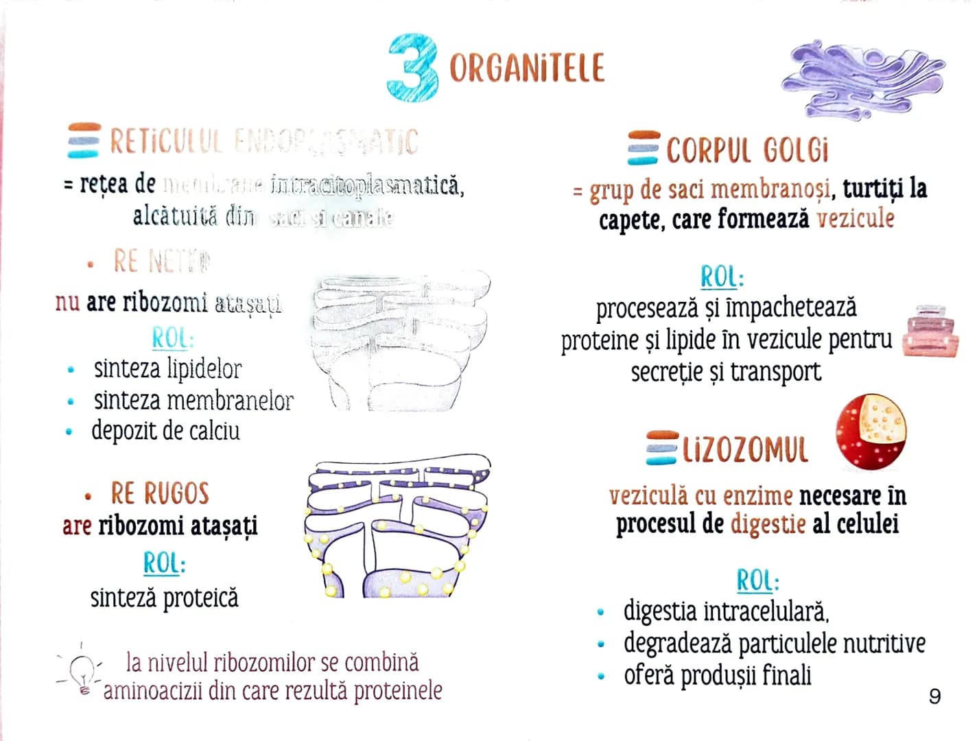 MEDICINIST
to
be
CELULELE ȘI
FIZIOLOGIA CELULARĂ •
Oche reprezintă un criteriu important de
Clasificare acorp. ismelor vii în
PROCAGIOVE
N