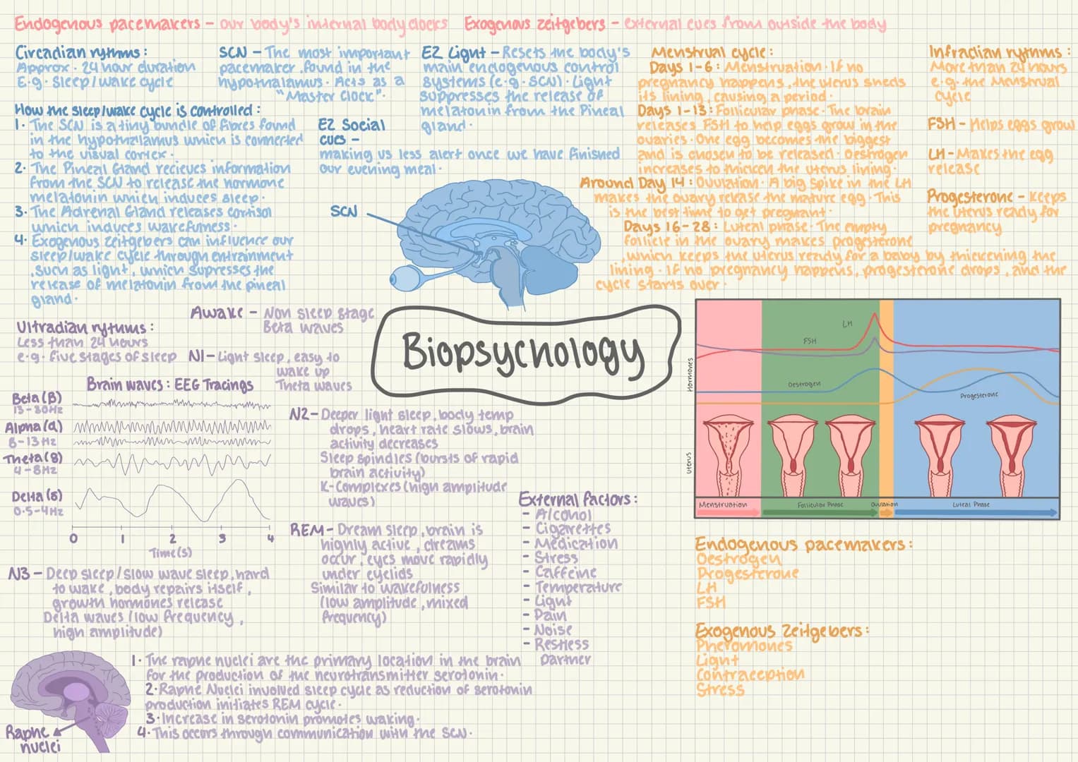 # The Nervous System PNS = transmits messages
via millions of neurons
to and from the CNS
CNS
PNS
Brain Spinal Somatic
cord Nervous
System