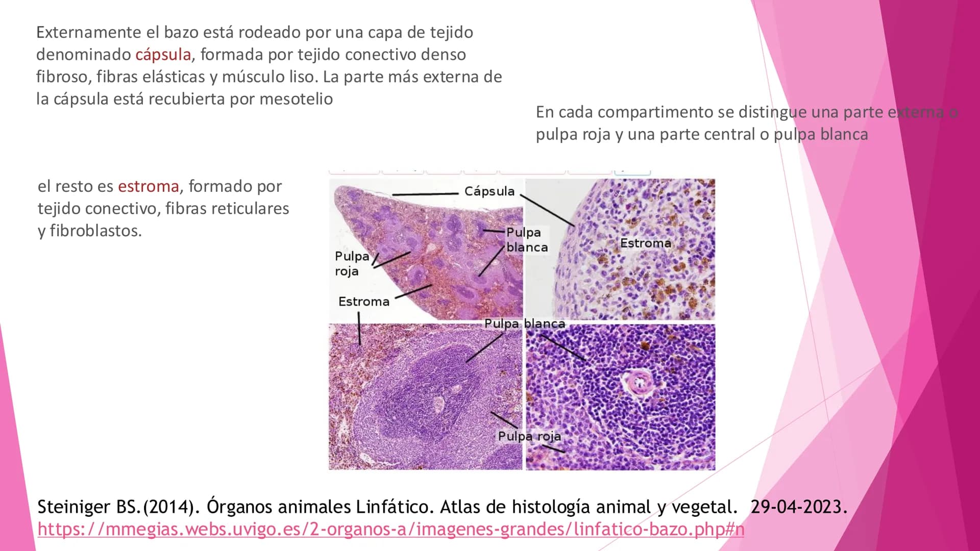# ANATOMÍA DEL BAZO Bazo
El bazo es una masa pulposa ovoide,
generalmente violácea, del tamaño y la
forma del puño. Es relativamente delica