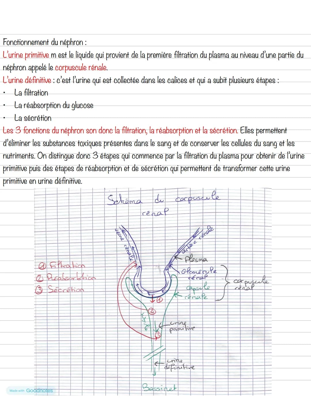 # Partie 1: L'homéostasie
## Chapitre 2: Le système urinaire
1- Anatomie
Les principaux organes du
système urinaire sont :
- 2 reins
- 2 ur