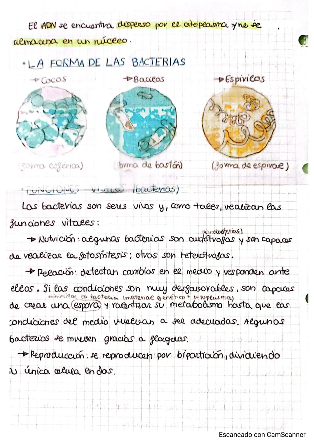 CARCHIVO
# Tema 2.4y2.5
LOS ORGANISMOS MÁS SENCILLOS Y EL PAPEL DE LOS MICROORGANISMOS
¿cómo son eas bacterias?
Las bacterias son eos orga