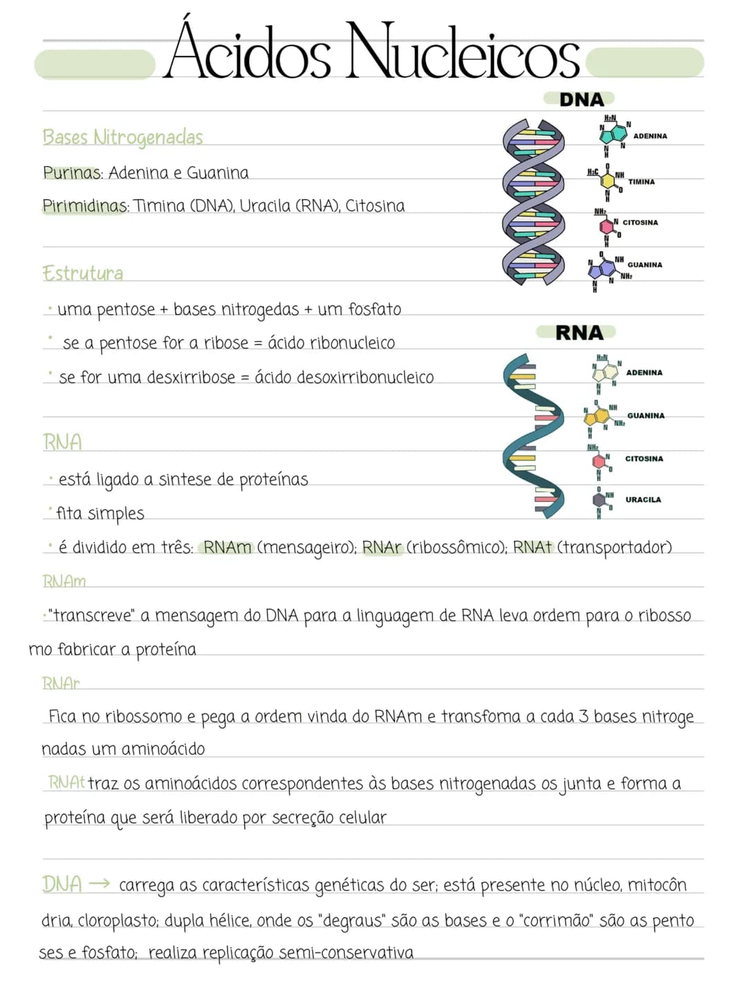 # Ácidos Nucleicos
Bases Nitrogenadas
Purinas: Adenina e Guanina.
Pirimidinas: Timina (DNA), Uracila (RNA), Citosina
Estrutura
⚫ uma pe