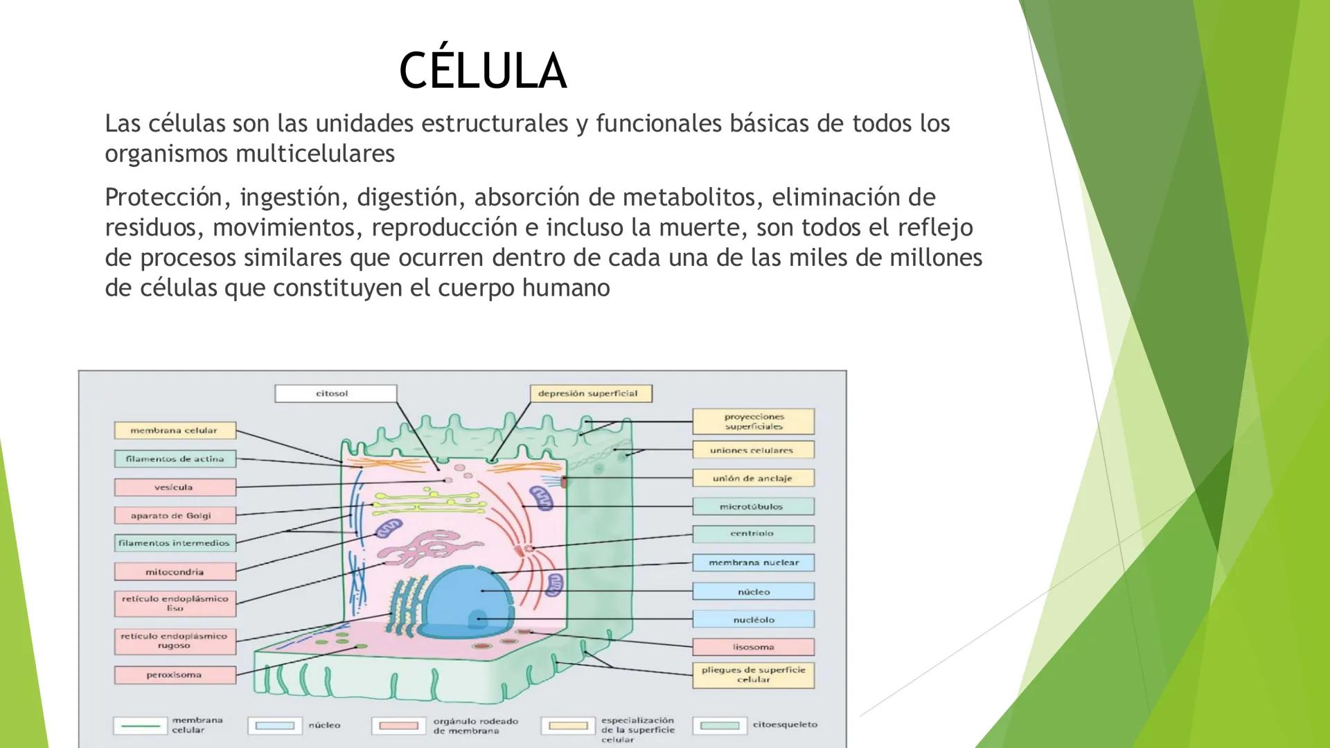 # Morfología celular
# División celular # CÉLULA
Las células son las unidades estructurales y funcionales básicas de todos los
organismos