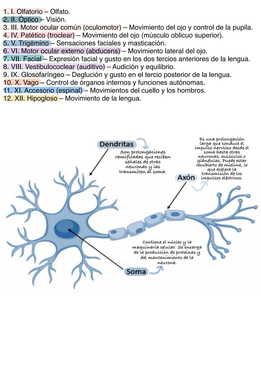 # Guía de estudio
FRONTAL
Controla el razonamiento,
la toma de decisiones, el
movimiento voluntario del
Lenguaje.
También esta relacionado