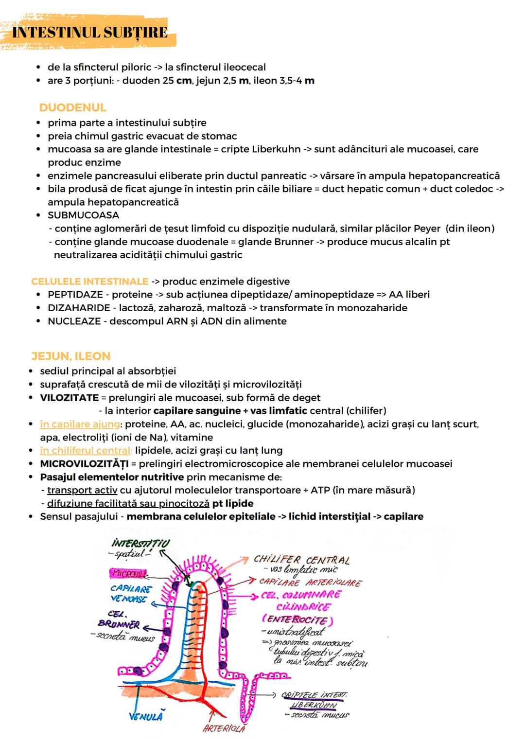 # SIST. DIGESTIV
Are 2 FUNCŢII:
- descompunerea moleculelor mari din alimente în molecule mici
- absorbție molecule mici, minerale, apă
For
