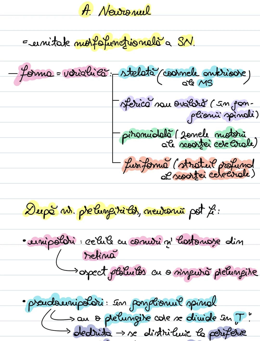 A. Neuronul
= unitate morfofuncţională a SN.
- forma = variabilă: - stelata (coarnele anterioare)
MS
sferică sau ovalară (în gan-
piramida