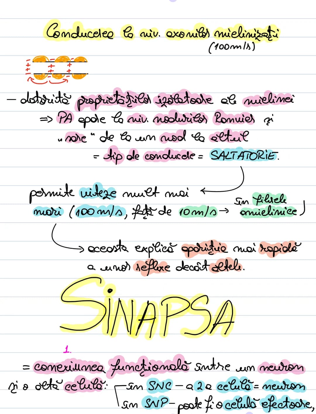 A. Neuronul
= unitate morfofuncţională a SN.
- forma = variabilă: - stelata (coarnele anterioare)
MS
sferică sau ovalară (în gan-
piramida