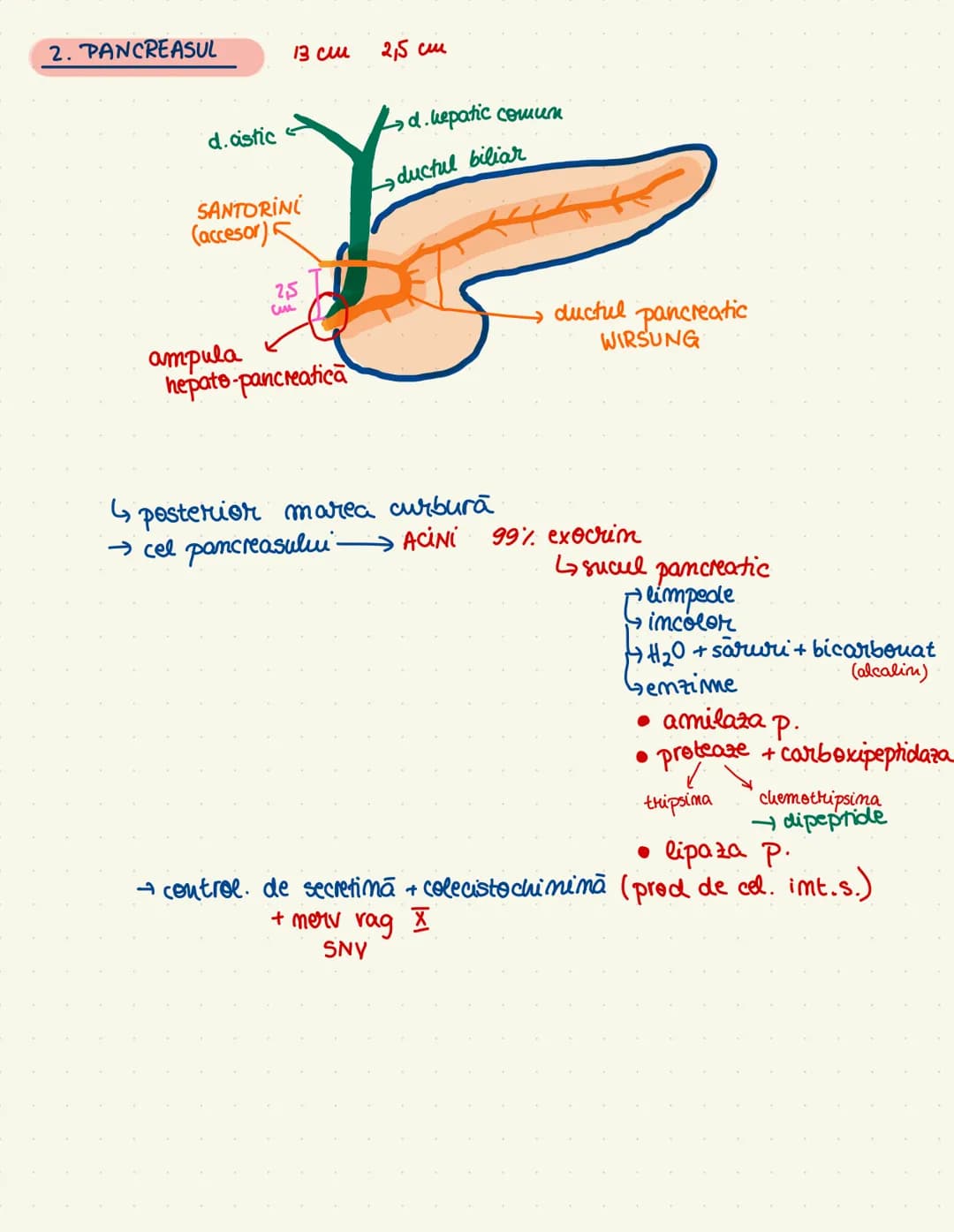 # sistemul
# digestiv
→ descompumere + absorbtie (mimerale + $H_20$)
→tract gastroint. + ong. amexe
cav. orala
esofag
ficatul
Stom