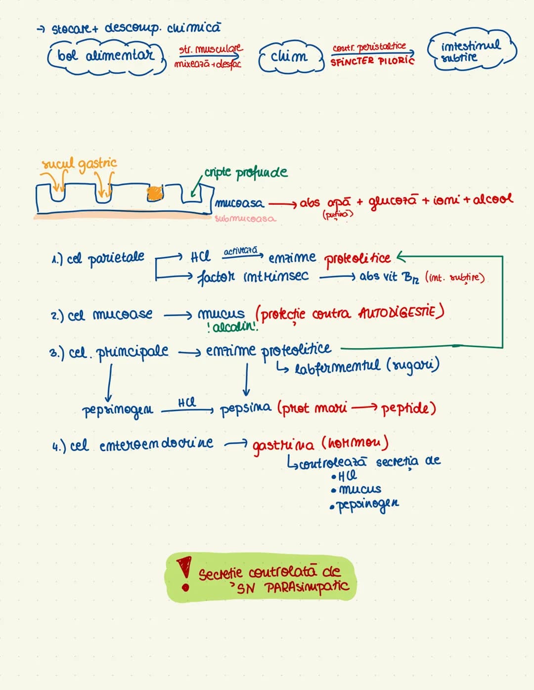 # sistemul
# digestiv
→ descompumere + absorbtie (mimerale + $H_20$)
→tract gastroint. + ong. amexe
cav. orala
esofag
ficatul
Stom