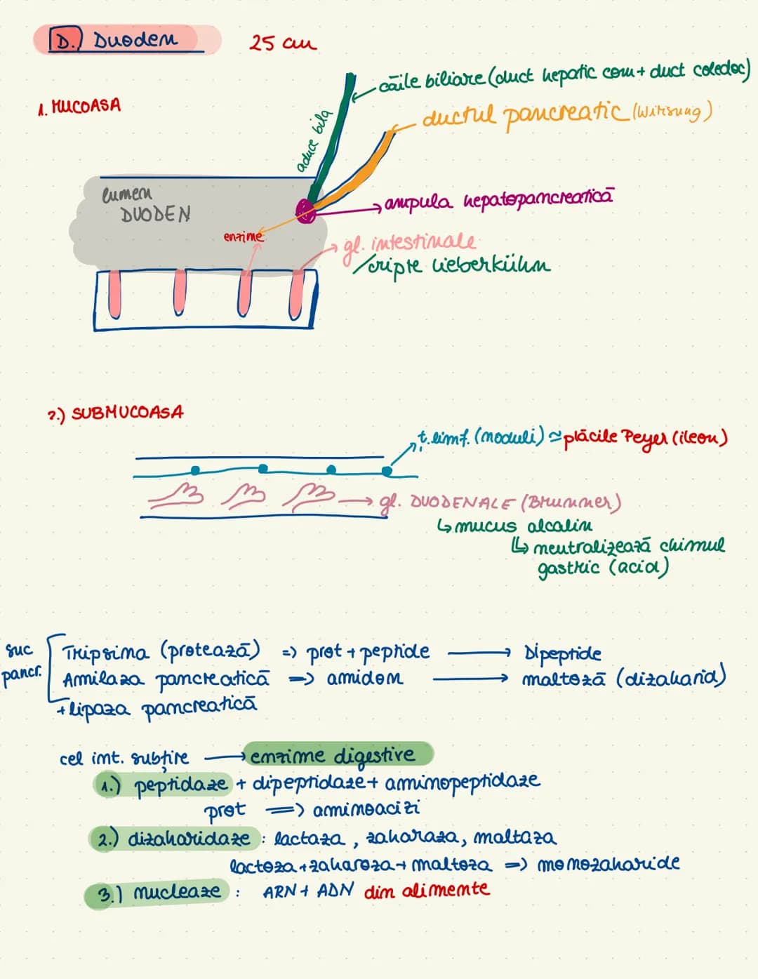 # sistemul
# digestiv
→ descompumere + absorbtie (mimerale + $H_20$)
→tract gastroint. + ong. amexe
cav. orala
esofag
ficatul
Stom