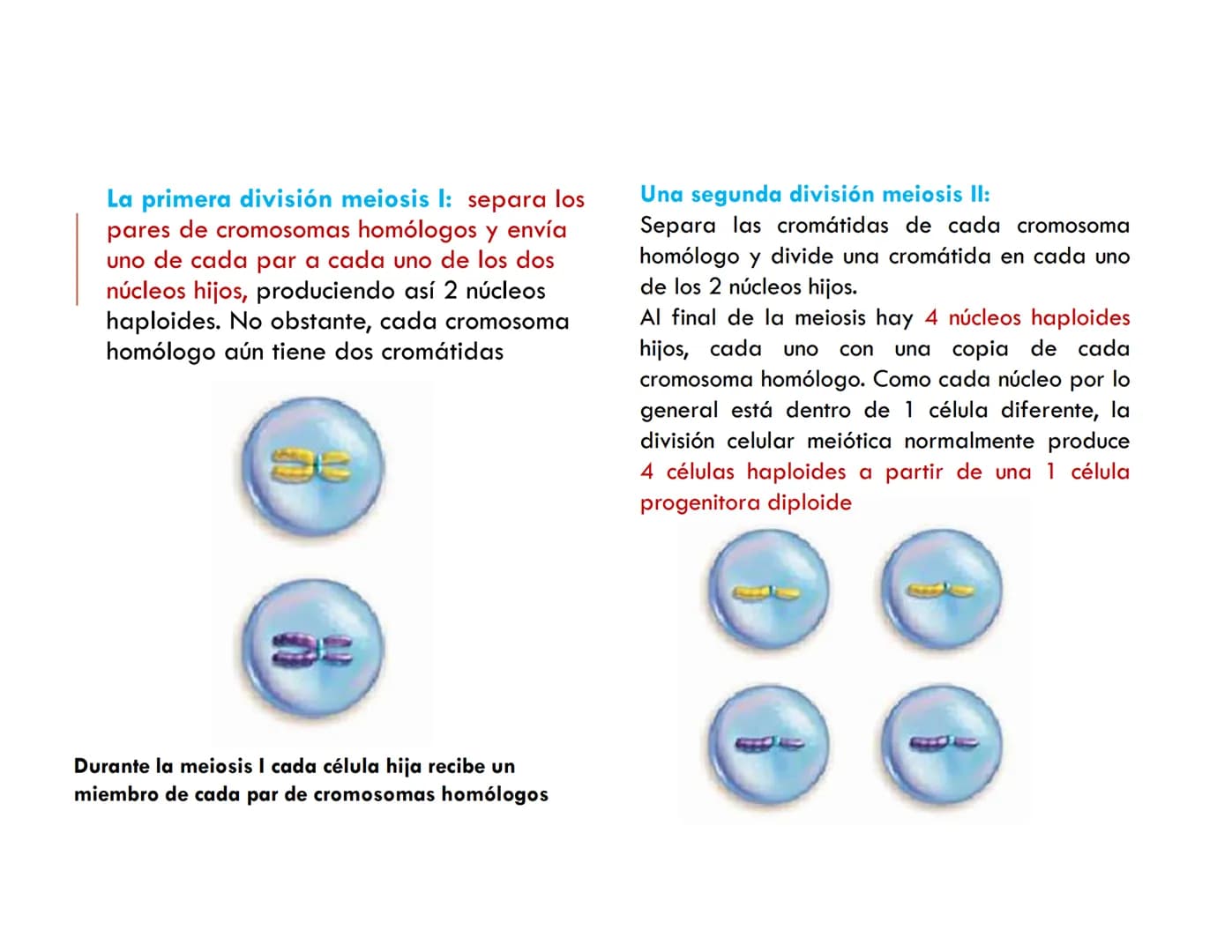 # CICLO CELULAR PARTE 2
VERÓNICA IÑIGUEZ V.
Marzo 2025 # MUTACIONES DEL ADN, COMO ORIGEN DE LA VARIACIÓN
GENÉTICA
Mutaciones neutras o pe