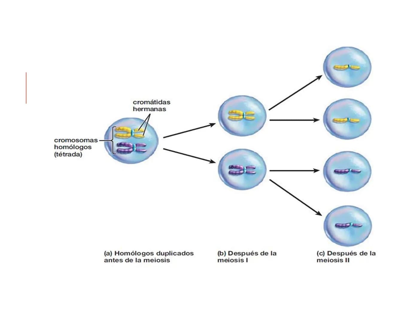 # CICLO CELULAR PARTE 2
VERÓNICA IÑIGUEZ V.
Marzo 2025 # MUTACIONES DEL ADN, COMO ORIGEN DE LA VARIACIÓN
GENÉTICA
Mutaciones neutras o pe