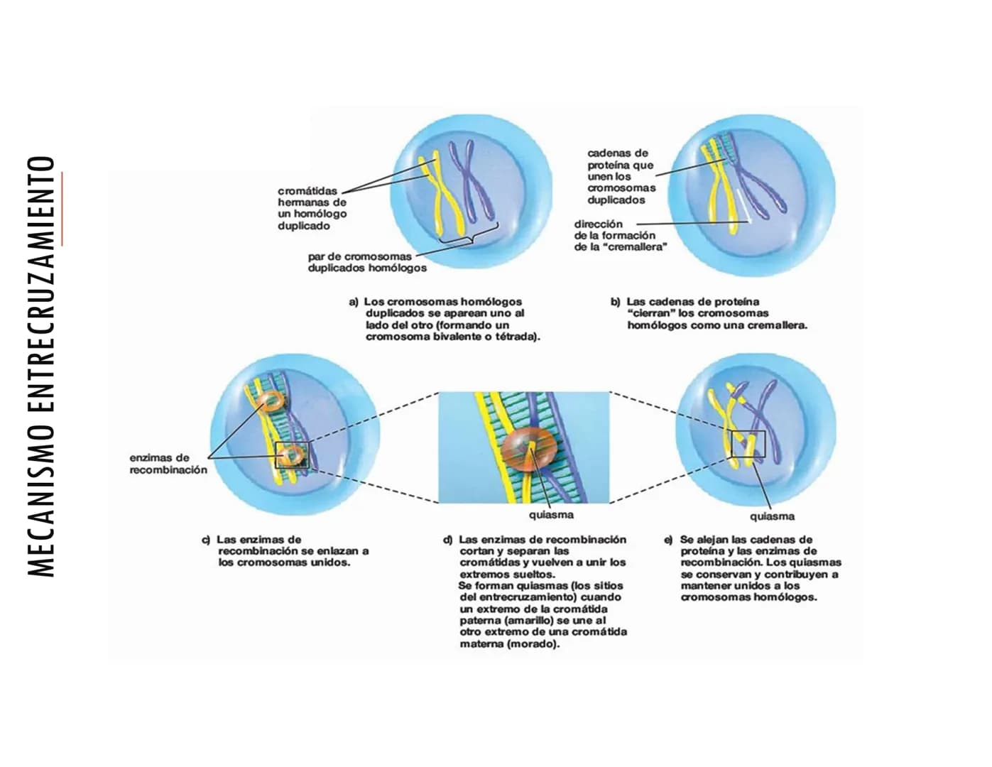 # CICLO CELULAR PARTE 2
VERÓNICA IÑIGUEZ V.
Marzo 2025 # MUTACIONES DEL ADN, COMO ORIGEN DE LA VARIACIÓN
GENÉTICA
Mutaciones neutras o pe