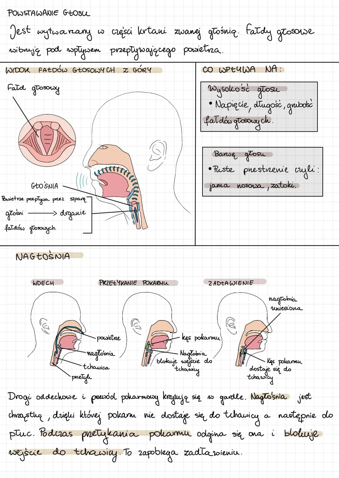 1) jama nosowa
2) Gardto
3) krtan-
4)tchawica
5) oskrnela główne
PŁUCA-
umożliwiają
wymianę
gazową.
9
Drogi oddechowe
są poliryte onę