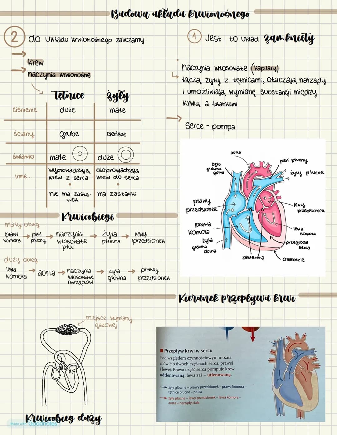Made with Goodnotes Dzialv
Sklad i funkcje krwi
Osocze Ok.55%
leukocyty i płytki
Krwi Ok. 1%
Erytrocyty Ok 44%
Grupy krwi
A
0
B
0
AB A