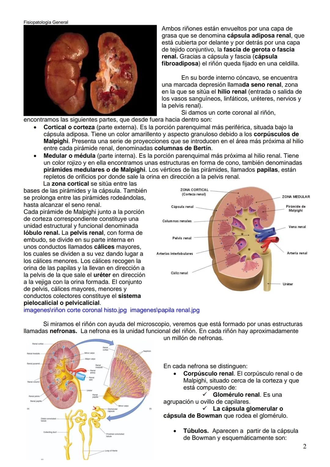 Fisiopatología General
UT. 6_U.D. 6.5. ANATOMOFISIOLOGÍA Y PATOLOGÍA DEL SISTEMA URINARIO.
Índice
1. Introducción.
2. Anatomía del sistema