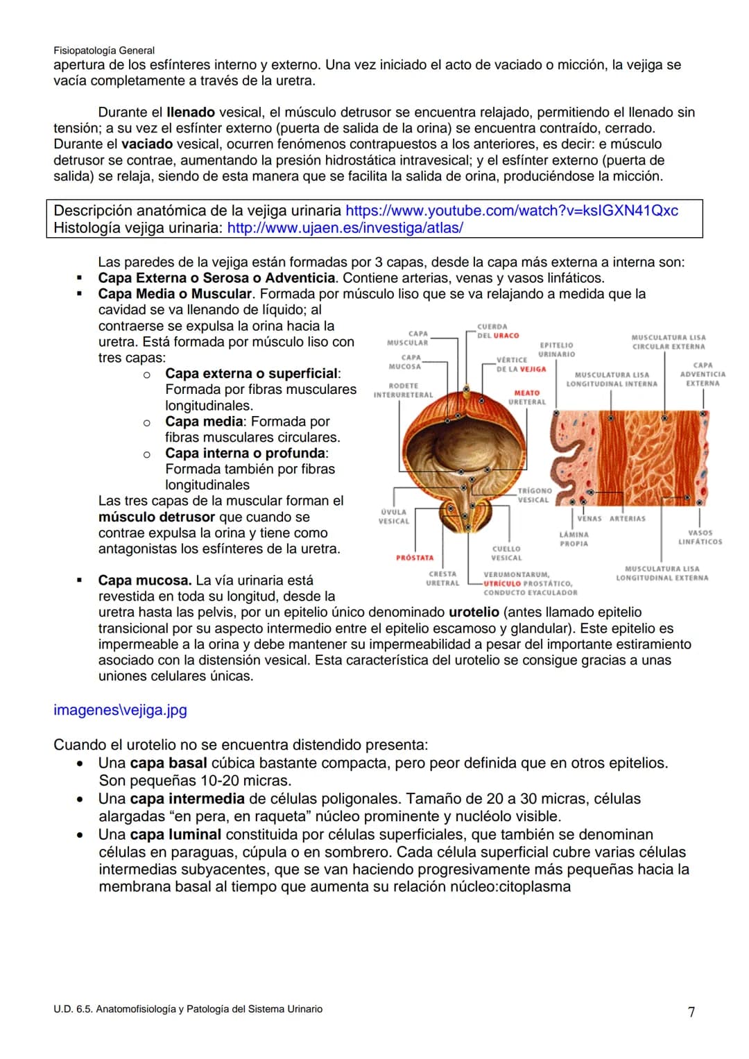 Fisiopatología General
UT. 6_U.D. 6.5. ANATOMOFISIOLOGÍA Y PATOLOGÍA DEL SISTEMA URINARIO.
Índice
1. Introducción.
2. Anatomía del sistema