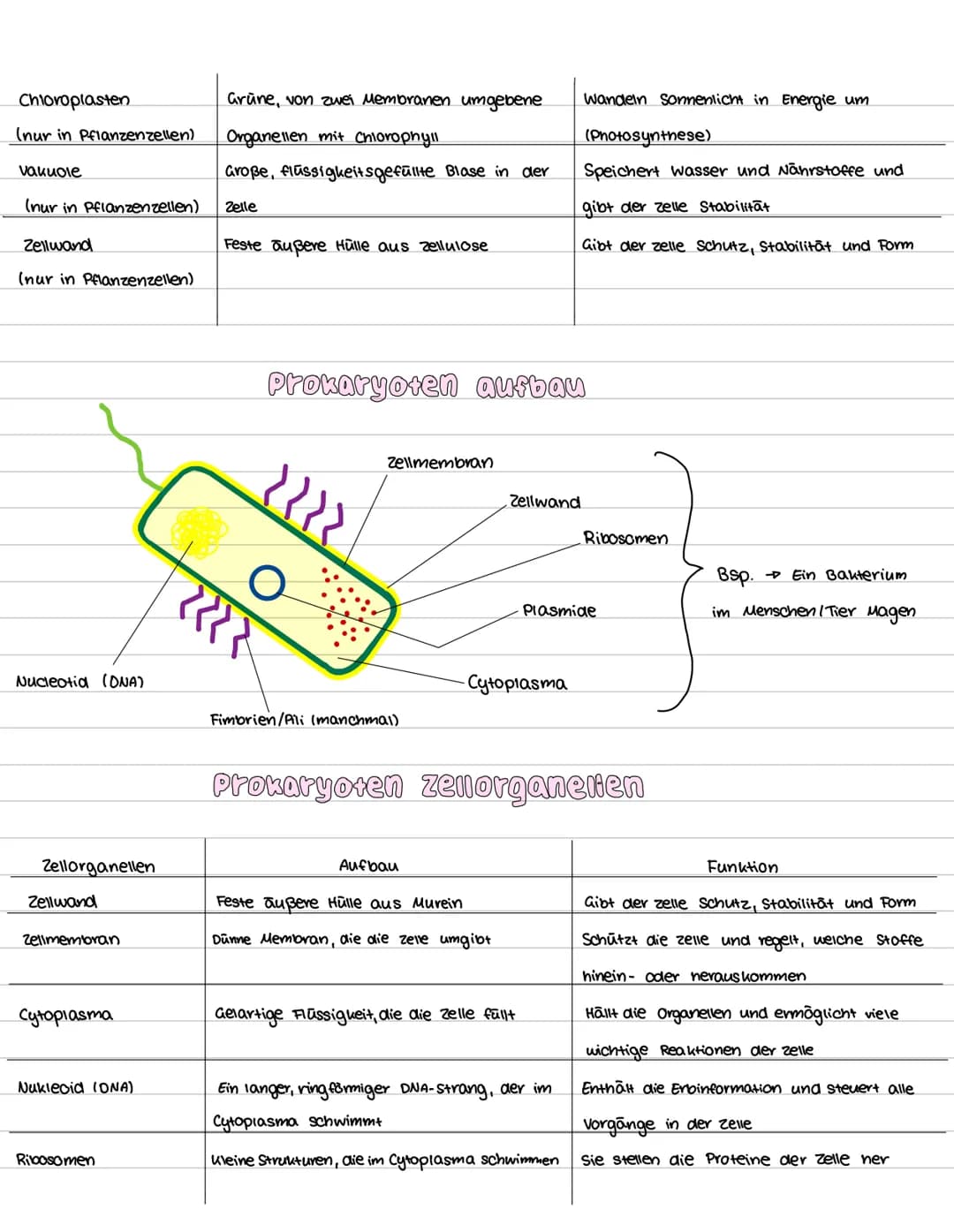# eukaryoten aufbau
Pflanzenzelle
Zellwand
Endoplasmatische Retikulum (ER)
Tierzelle
Zellmembran
Zellkern mit Nucleolus
Vakuole
Gagi