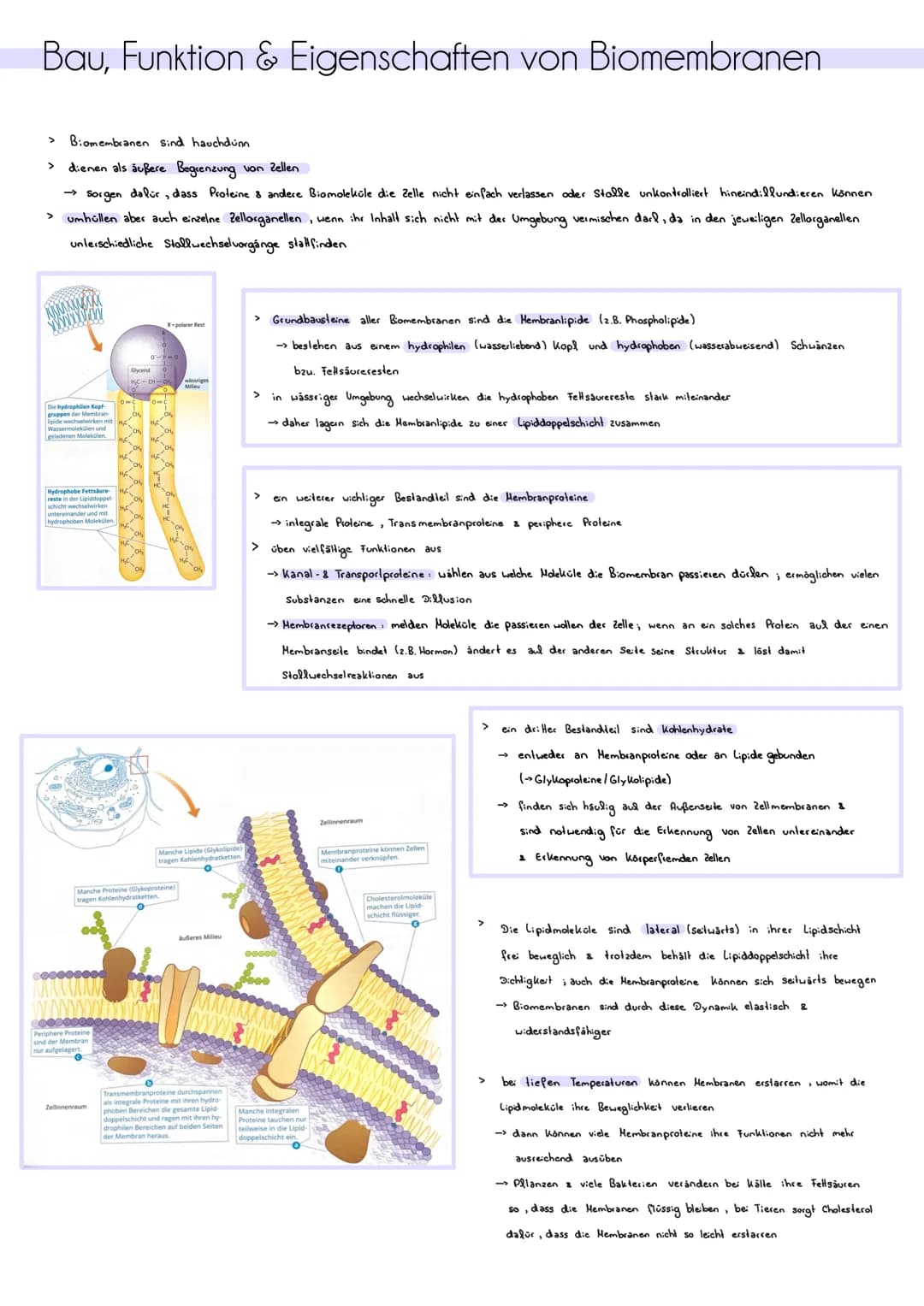 Bau, Funktion & Eigenschaften von Biomembranen
> Biomembranen sind hauchdünn
> dienen als äußere Begrenzung von Zellen
> sorgen dafür, dass