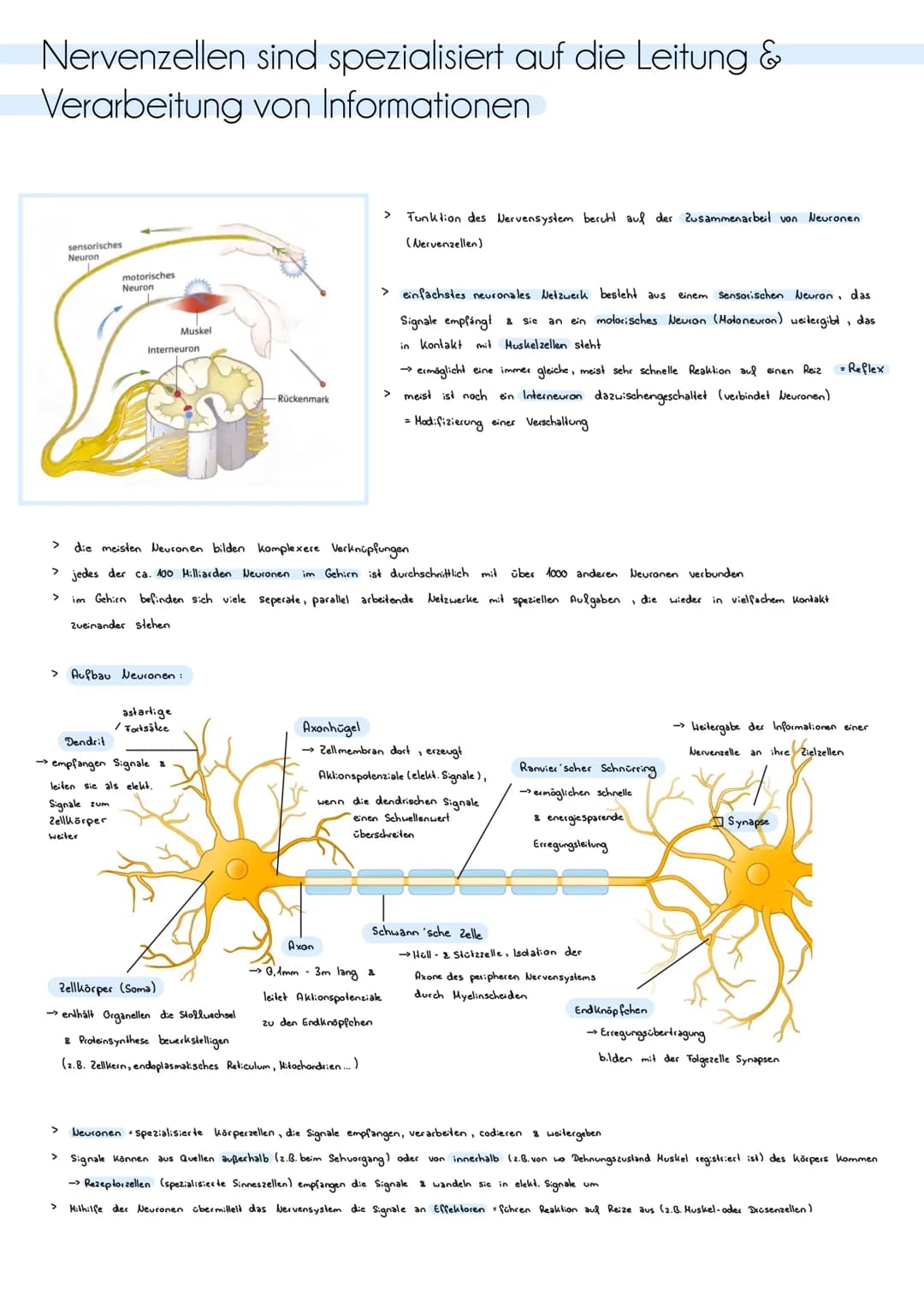 # ZNS, peripheres und autonomes Nervensystem
Zentrales Nervensystem (205)
> besteht aus Gehirn & Rückenmark
> Funklion Verarbeitung von I