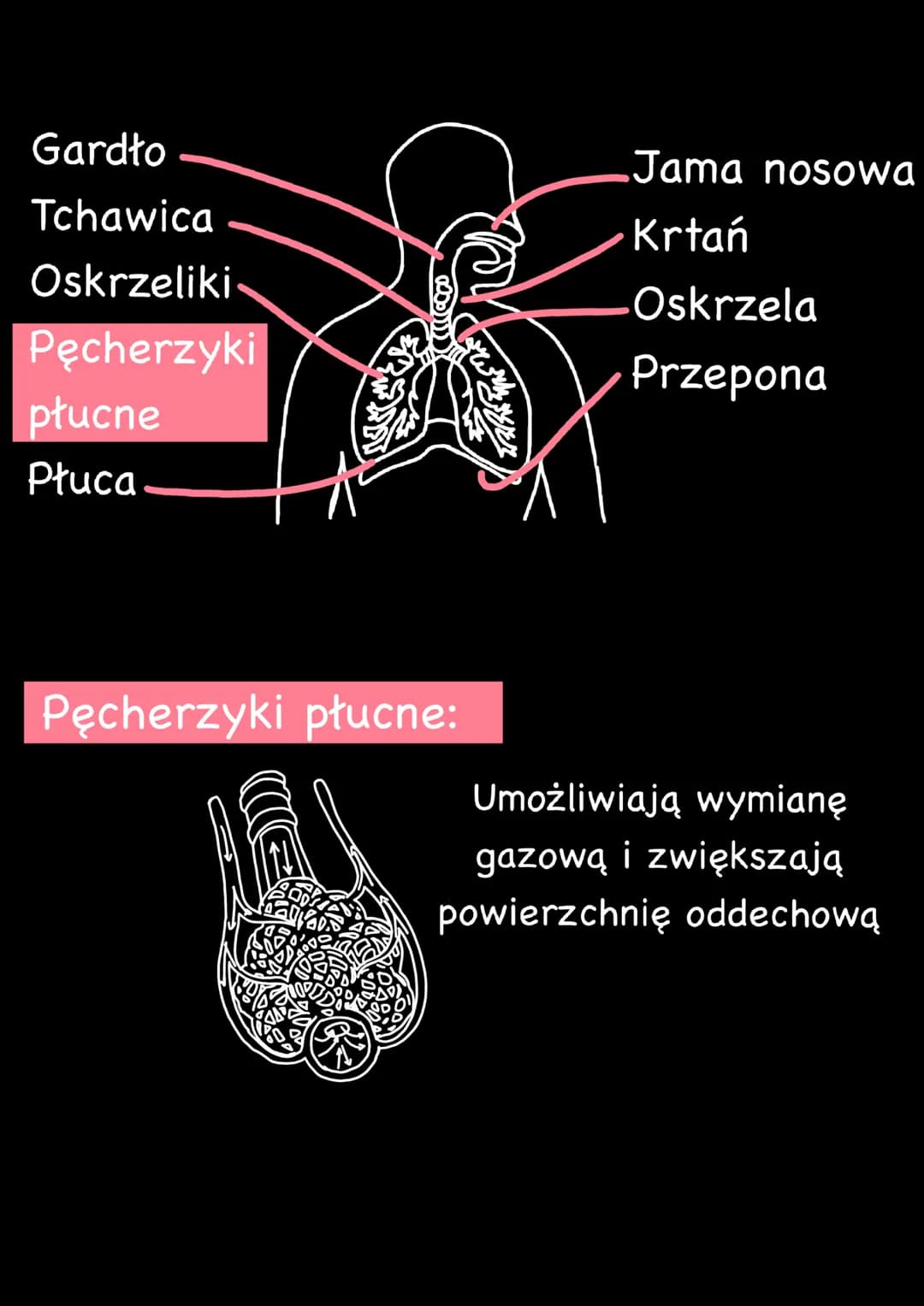 # UKŁAD
# ODDECHOWY Główną funkcją układu oddechowego jest
pobieranie tlenu (O) i wydalanie dwutlenku
węgla (CO2). Dzięki temu wszystkie
kom