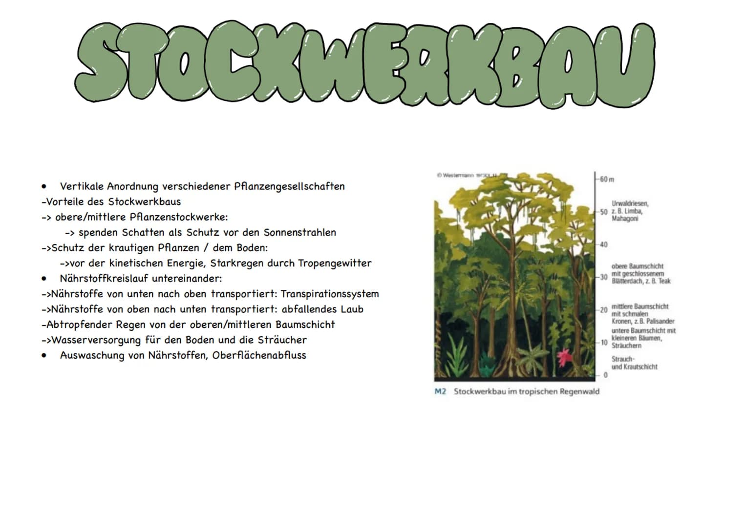 LANDWIRTSCHAFT # PLANTACENWIRTSCHAFT
Exportorientiert: Anbau von Cash Crops für den Weltmarkt; bevorzugter Standort an der Nähe von Verkehr