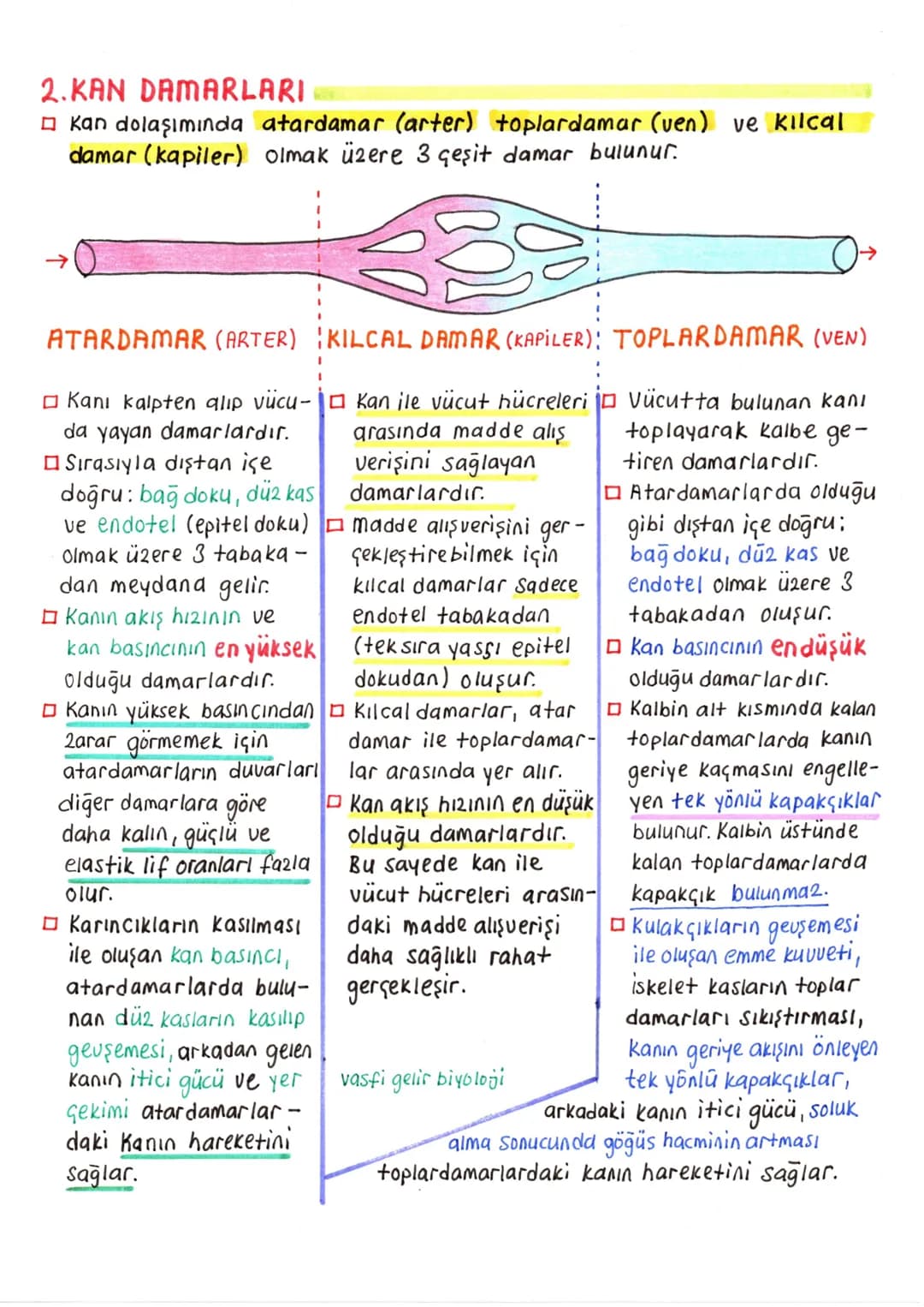 # DOLAŞIM SİSTEMİ
Dolaşım sistemi sayesinde, doku ve organlara gerekli oksijen ve besin
taşınırken, ayrıca bu yapılardan atık maddeler de u