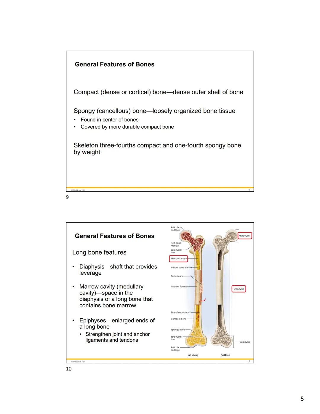 1
2
Mc
Graw
Hill
Because learning changes everything."
Chapter 7
Bone Tissue
ANATOMY & PHYSIOLOGY
The Unity of Form and Function
NINTH ED