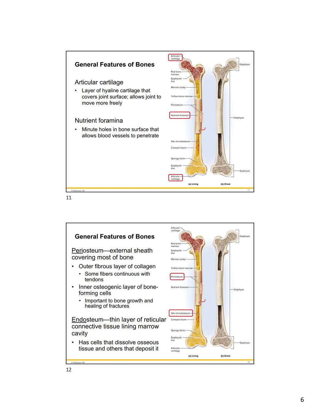 1
2
Mc
Graw
Hill
Because learning changes everything."
Chapter 7
Bone Tissue
ANATOMY & PHYSIOLOGY
The Unity of Form and Function
NINTH ED