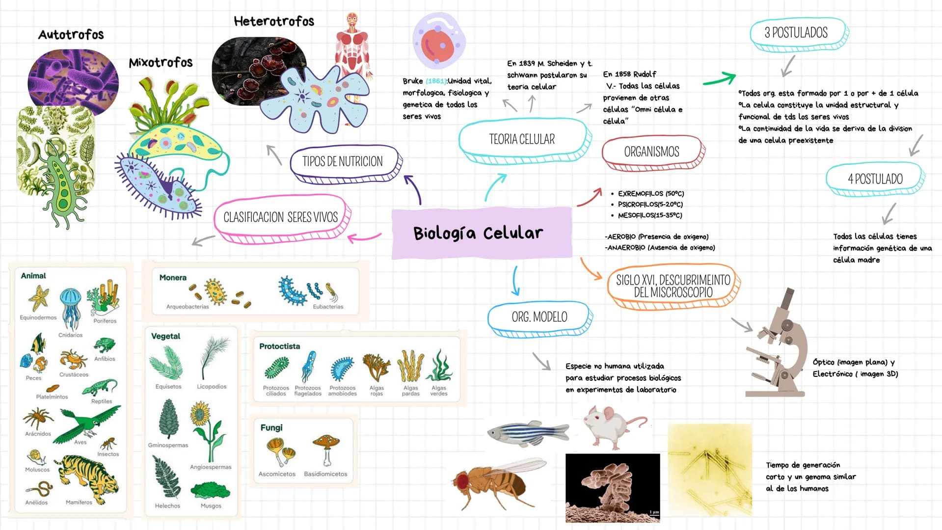 --- OCR Start ---
Heterotrofos
Autotrofos
Mixotrofos
Animal
Monera
Arqueobacterias
Equinodermos
Poriferos
Cnidarios
Vegetal
Anfibios
Crustác