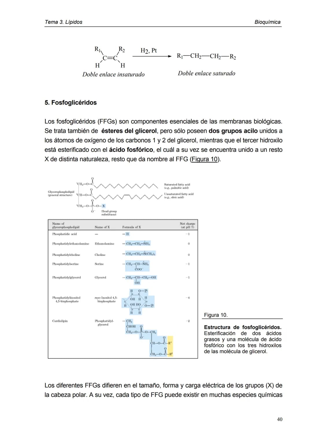 Tema 3. Lípidos
1. Introducción y clasificación
2. Acidos grasos
3. Ceras
4. Triacilglicéridos
5. Fosfoglicéridos
6. Esfigolípidos
7. Lípid