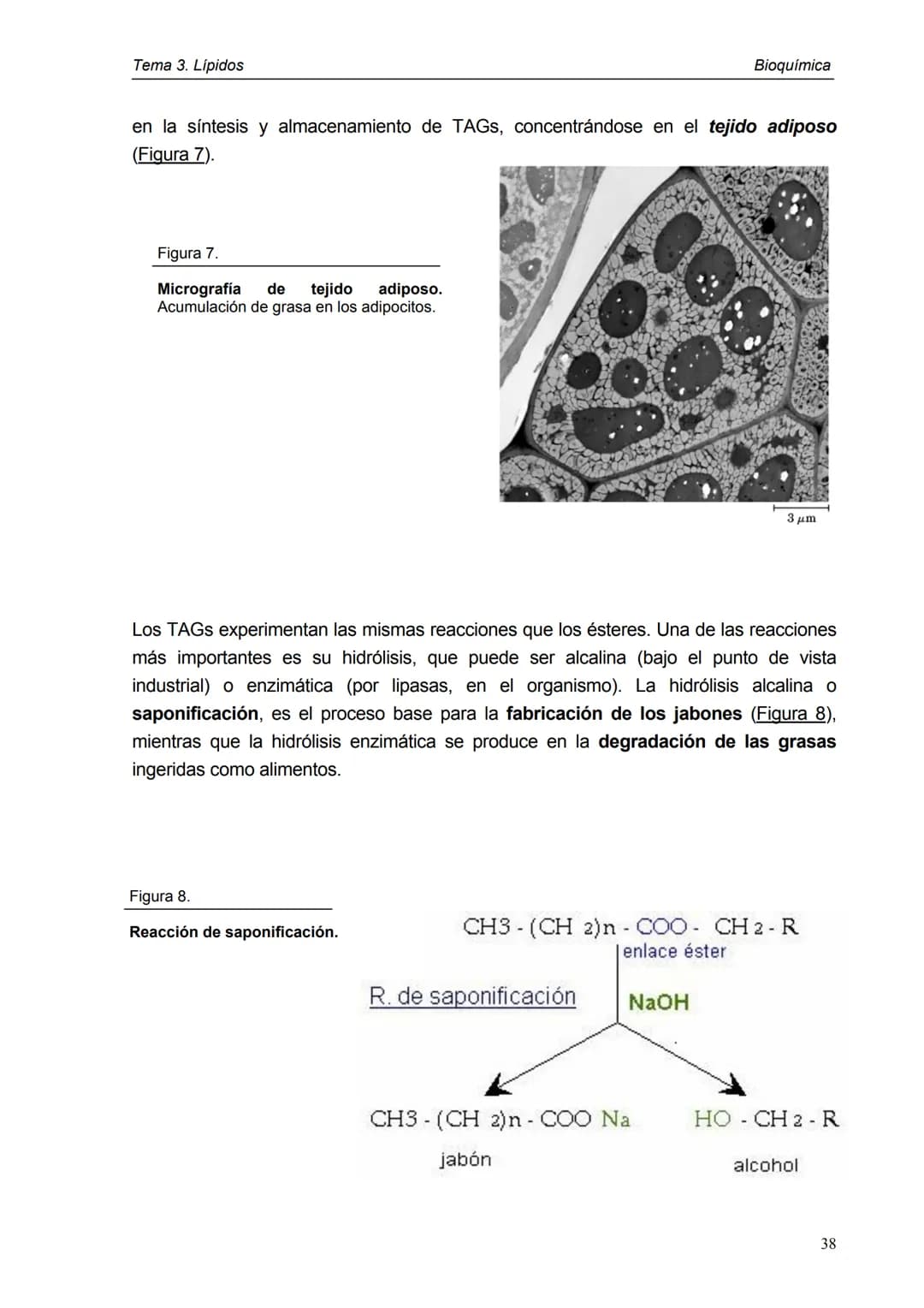 Tema 3. Lípidos
1. Introducción y clasificación
2. Acidos grasos
3. Ceras
4. Triacilglicéridos
5. Fosfoglicéridos
6. Esfigolípidos
7. Lípid