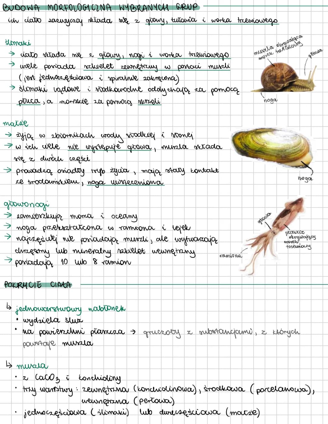 # MIĘCZAKI
slumak
uvększość zyje w mozach i oceanach, meliisne gatunki w wodach stockich, sy
ne lądzie (dzięki możliwości zapadania w stan