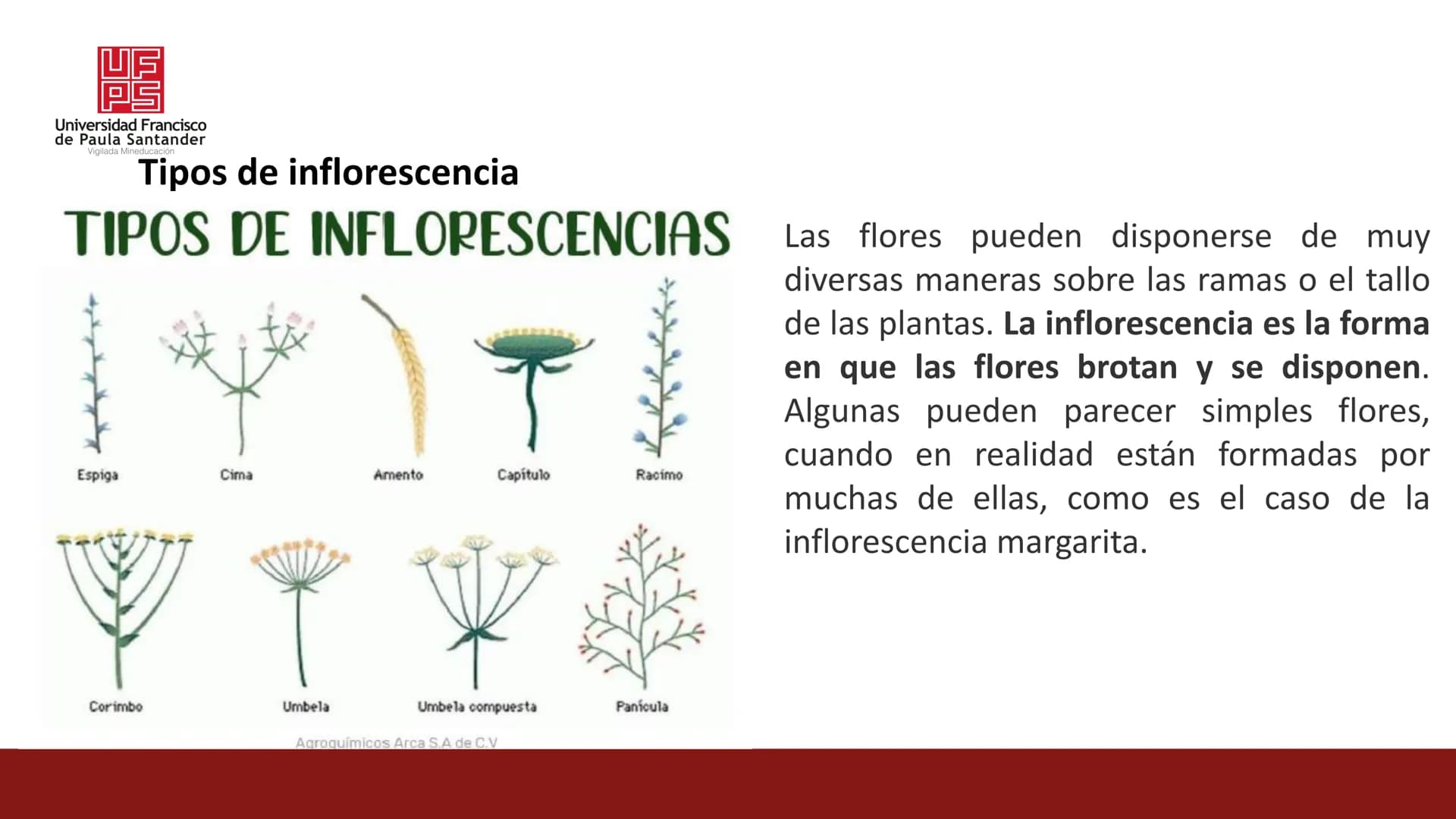 UF
PS
Universidad Francisco
de Paula Santander
Vigilada Mineducación
# Universidad Francisco de Paula Santander
## Ingeniería Agronómica
#